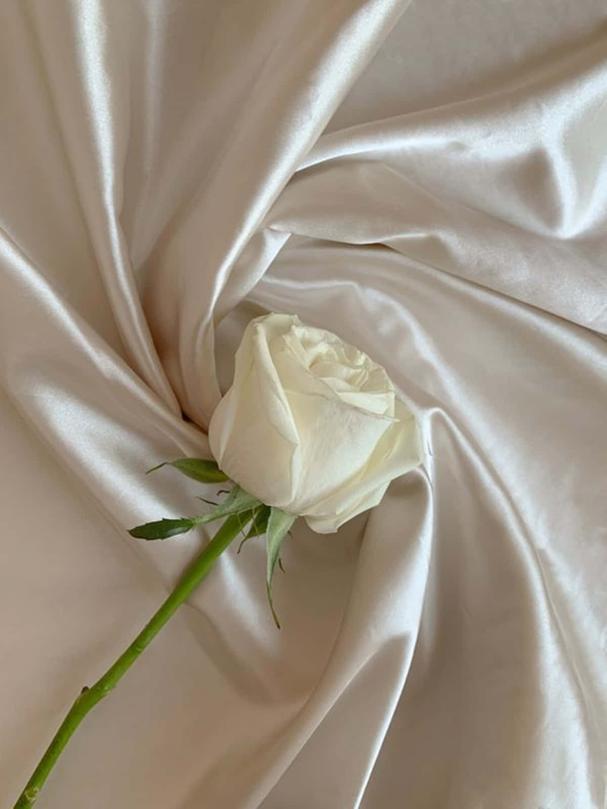 Minimalist White Rose Aesthetic With Twisted Fabric Wallpaper