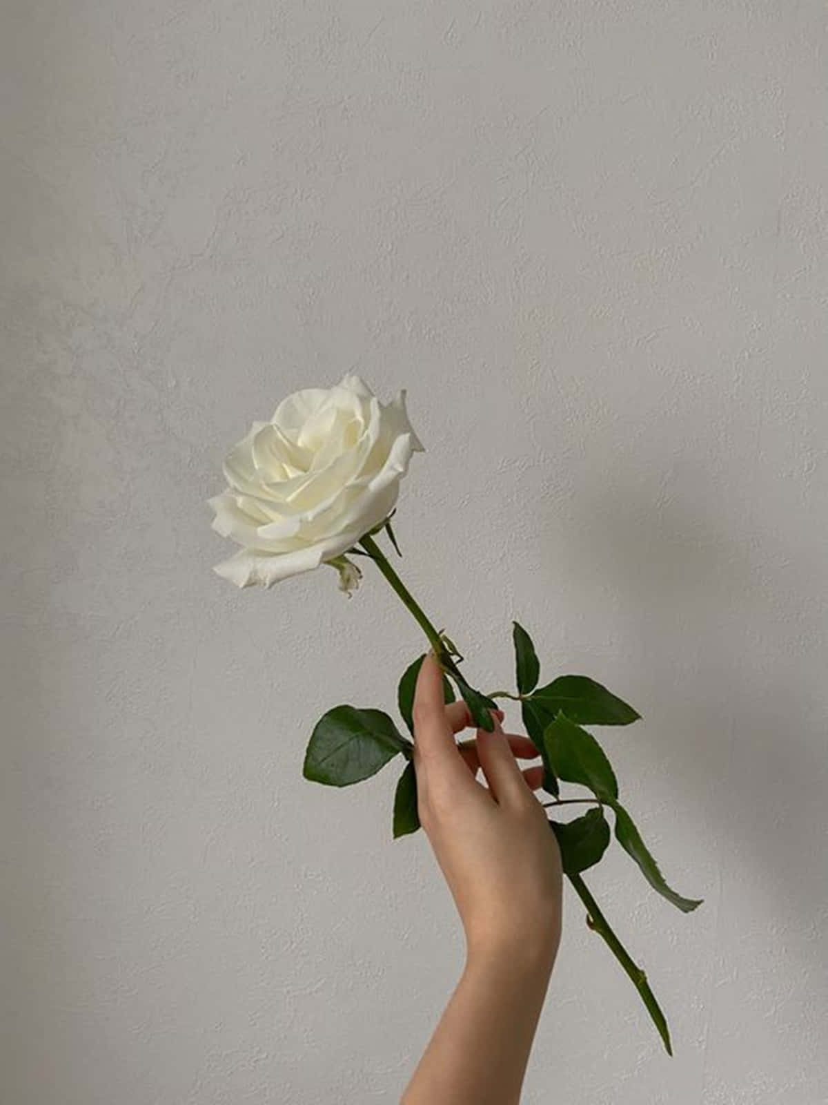Simple Bloomed White Rose Aesthetic Wallpaper