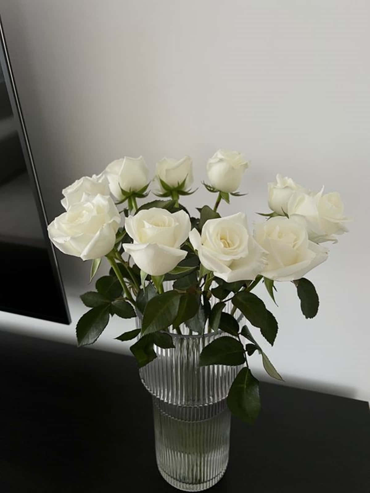 Einezierliche Weiße Rose Zeigt Ihre Schönheit Und Eleganz. Wallpaper
