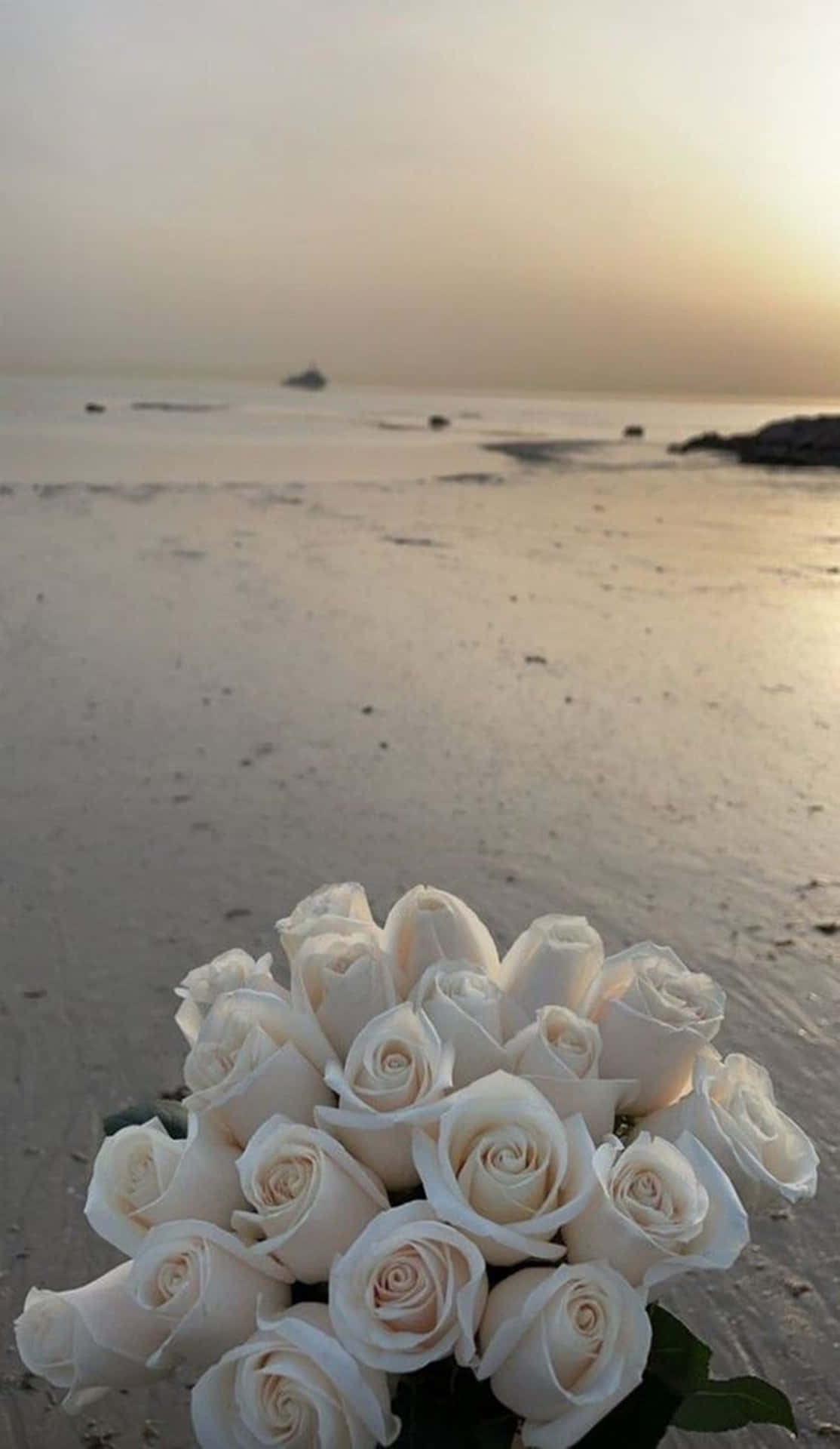 Rosasblancas Estéticas Con Retrato De Playa Al Atardecer Fondo de pantalla