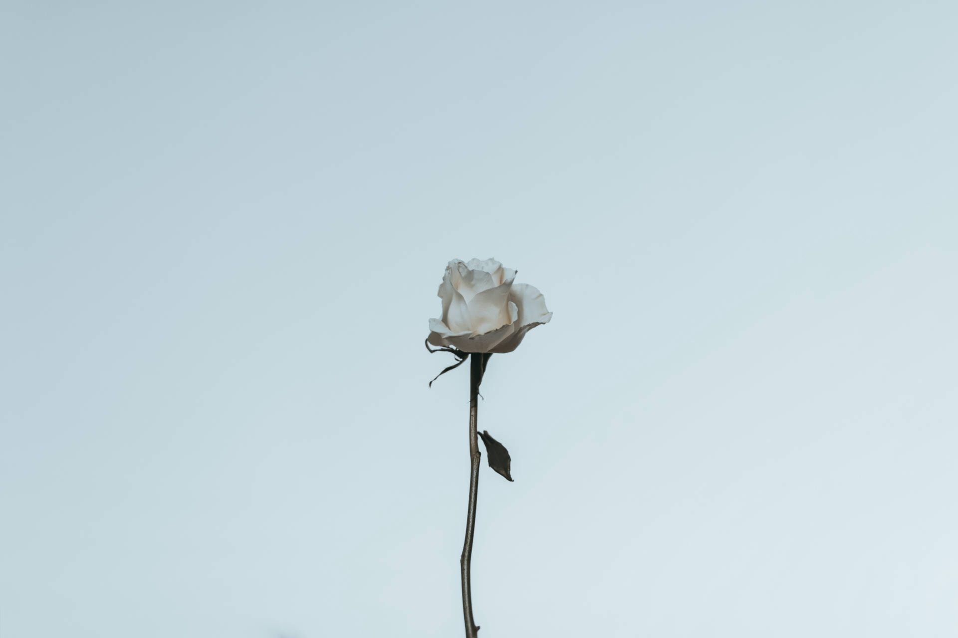 White Rose Aesthetic