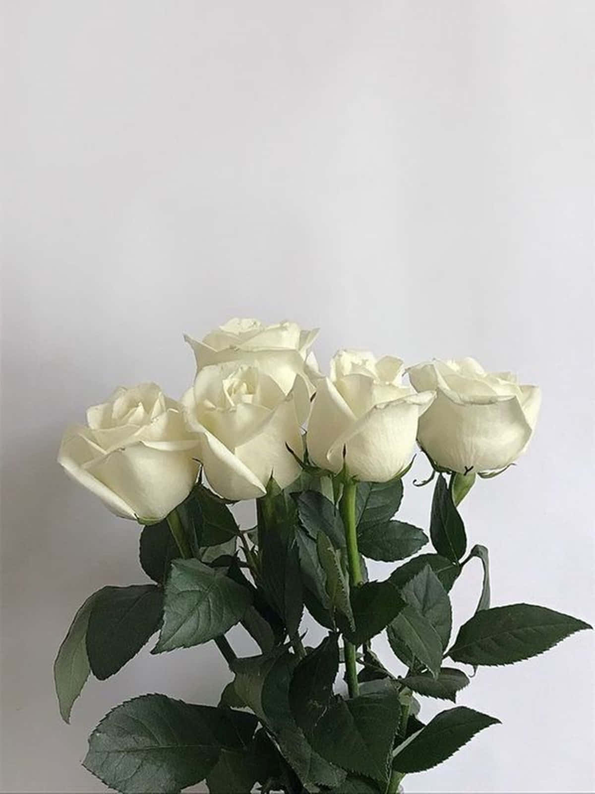 A beautiful white rose in full bloom Wallpaper