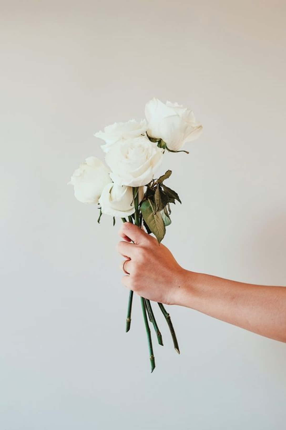 Eineatemberaubende, Einzelne Weiße Rose, Die Eine Ruhige, Friedvolle Ästhetik Ausstrahlt. Wallpaper