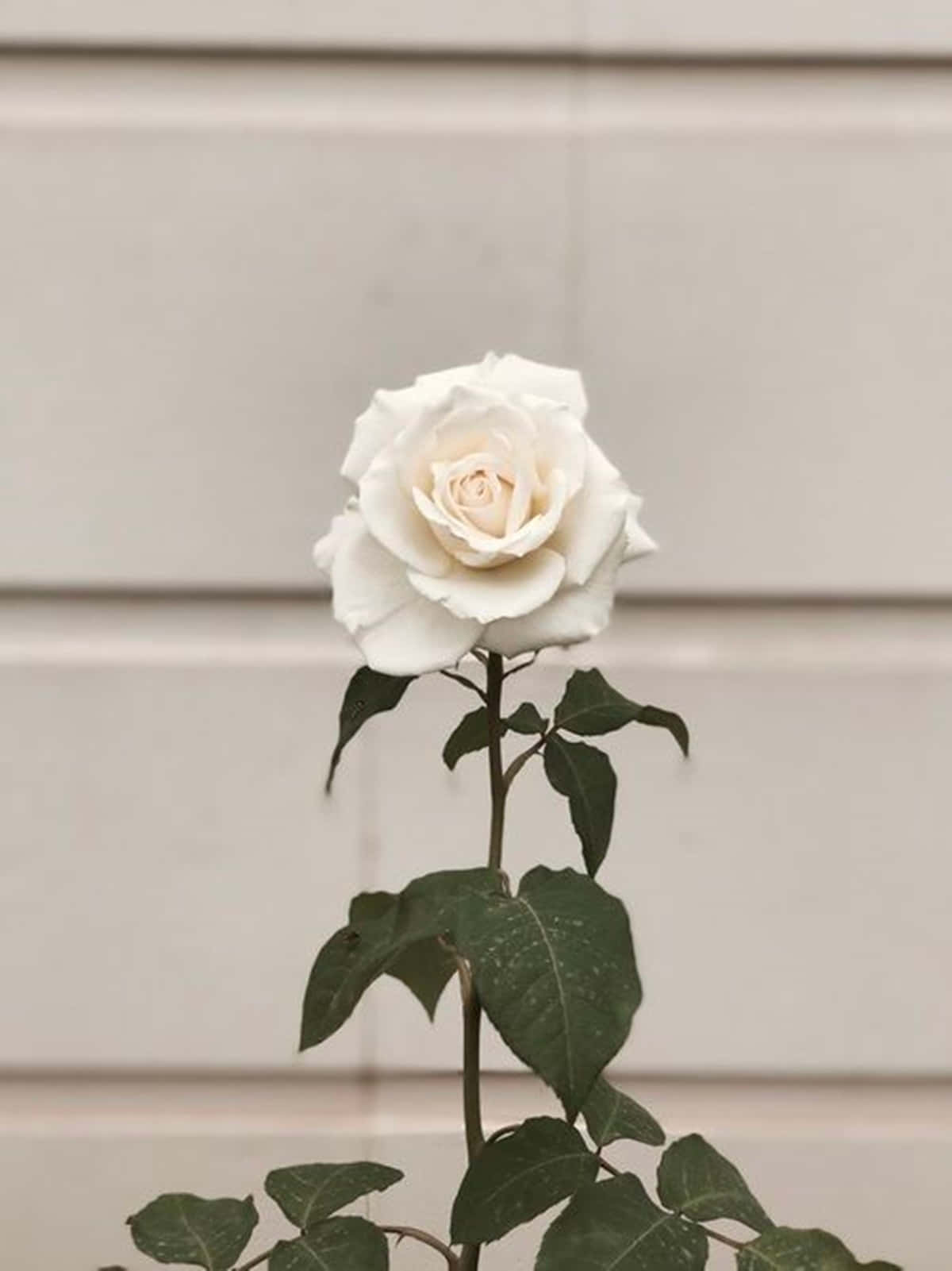 White Rose Aesthetic With Stem Medium Shot Wallpaper