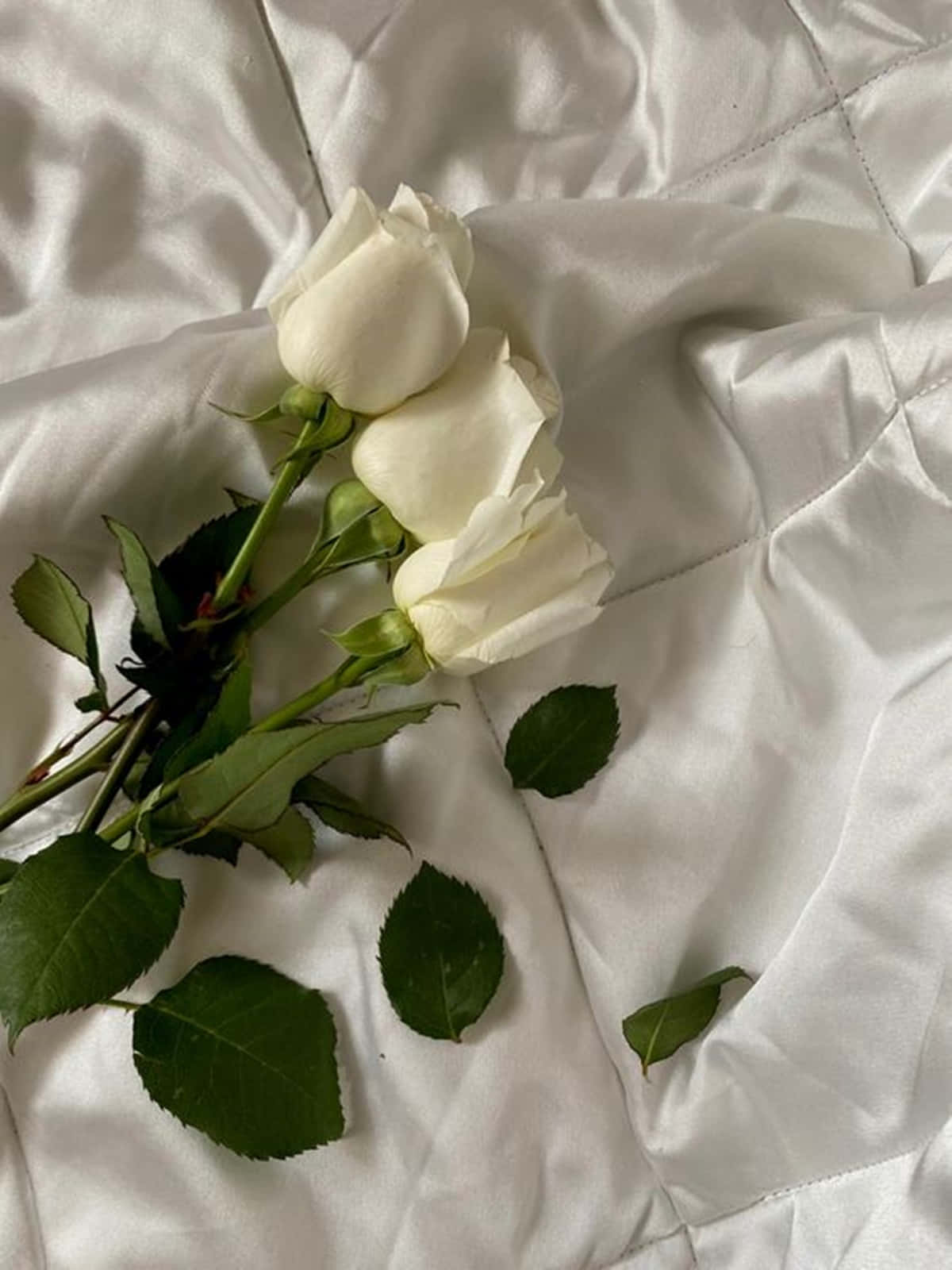 White Roses Aesthetic With Silk Blanket Wallpaper