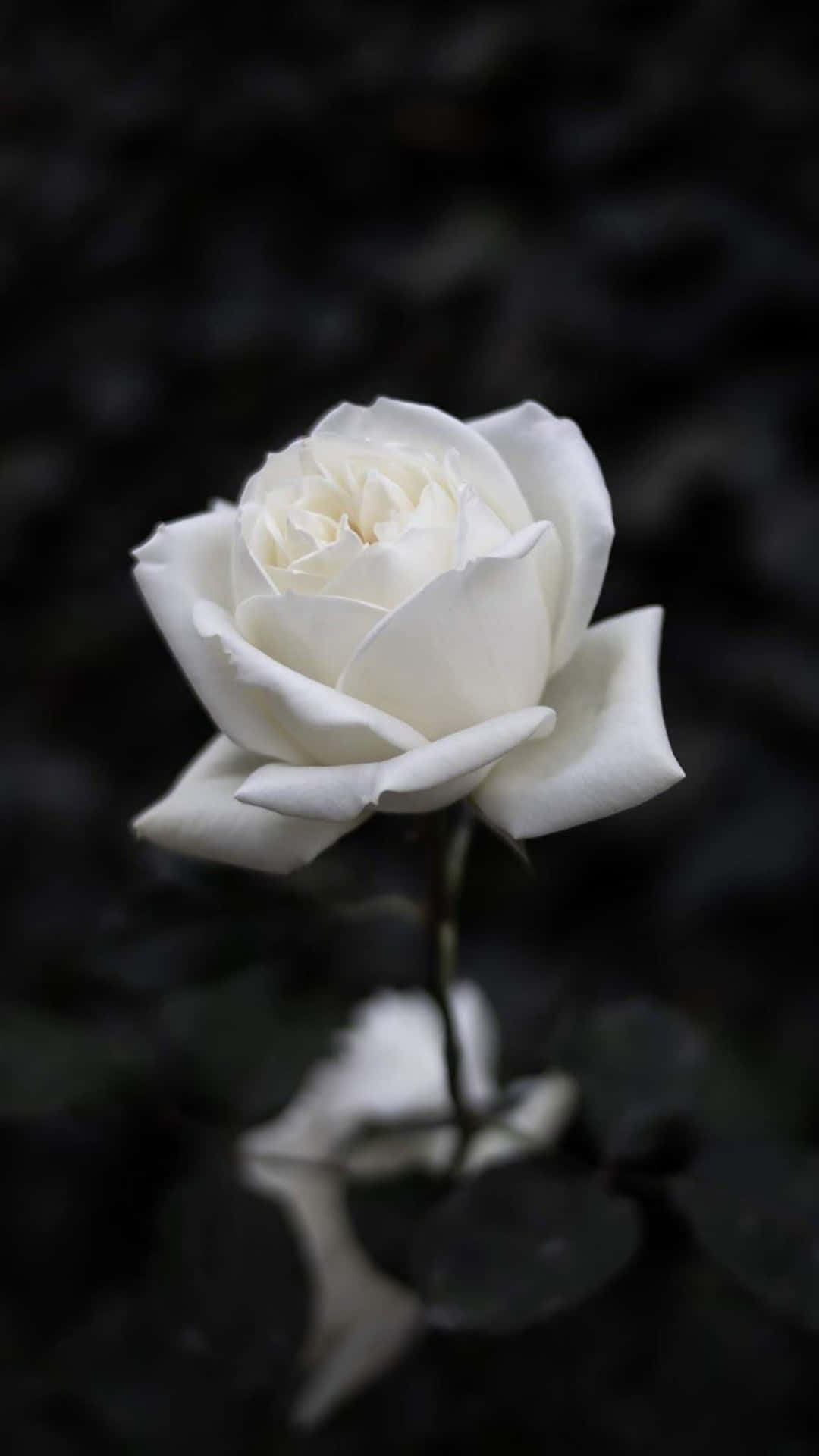 1000 Black And White Rose Pictures  Download Free Images on Unsplash