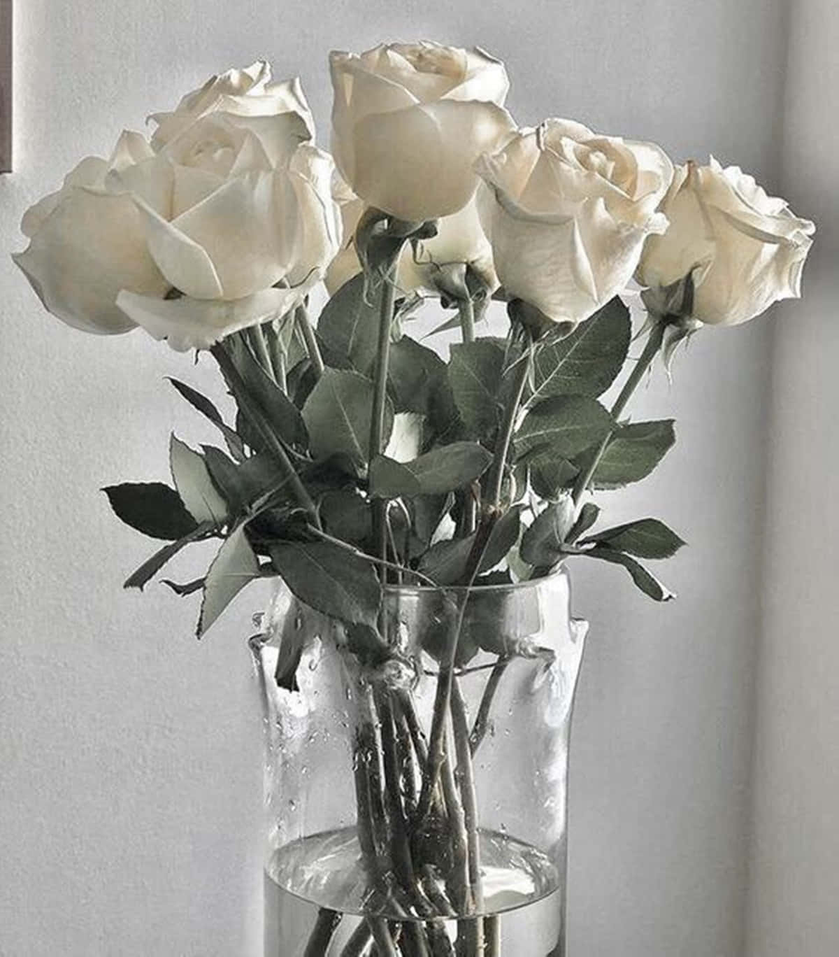 Hvide roser æstetisk makro skud på glasvase Wallpaper