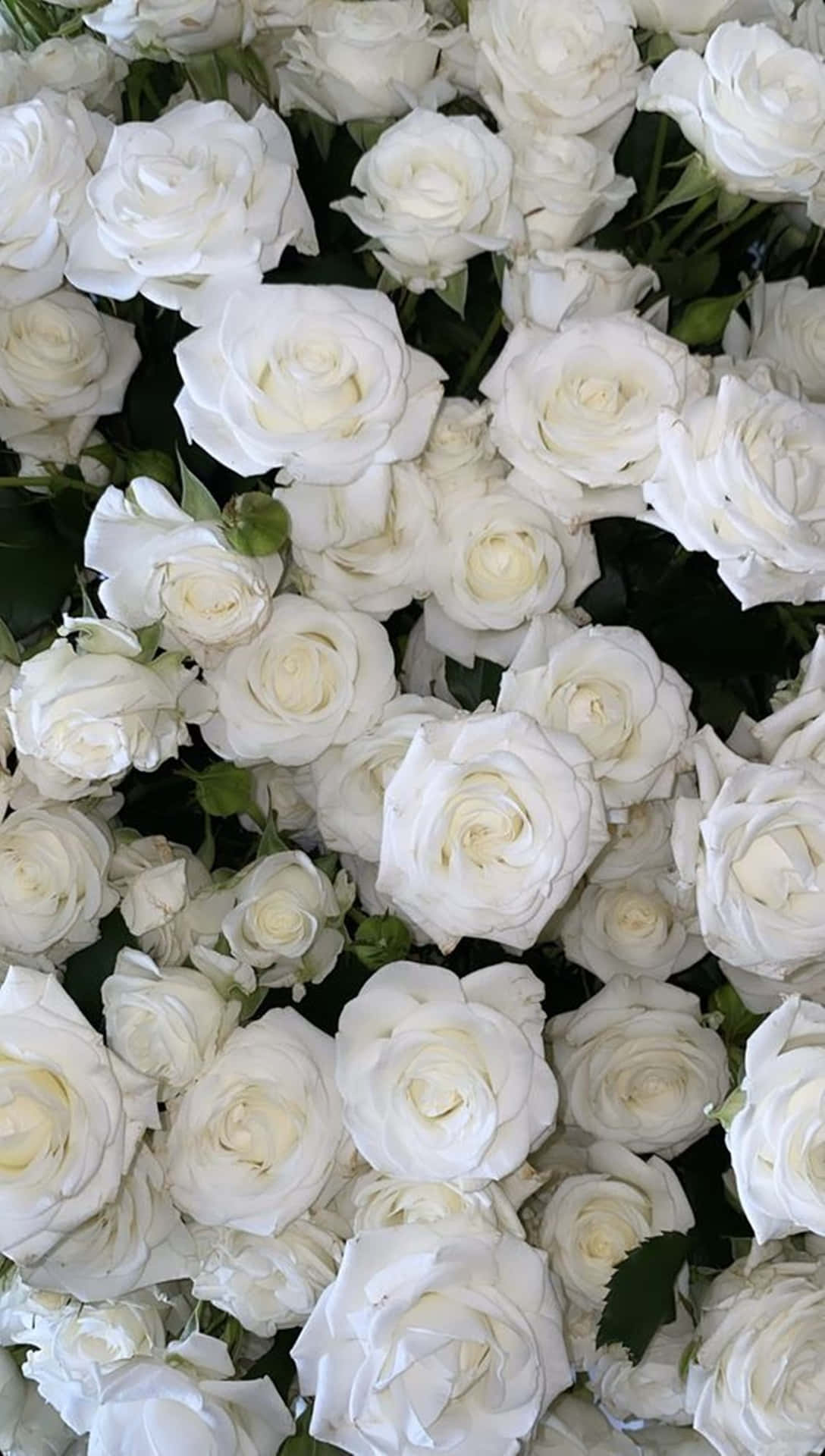 En enkelt hvid rose, der blomstrer i lyset af dagen Wallpaper