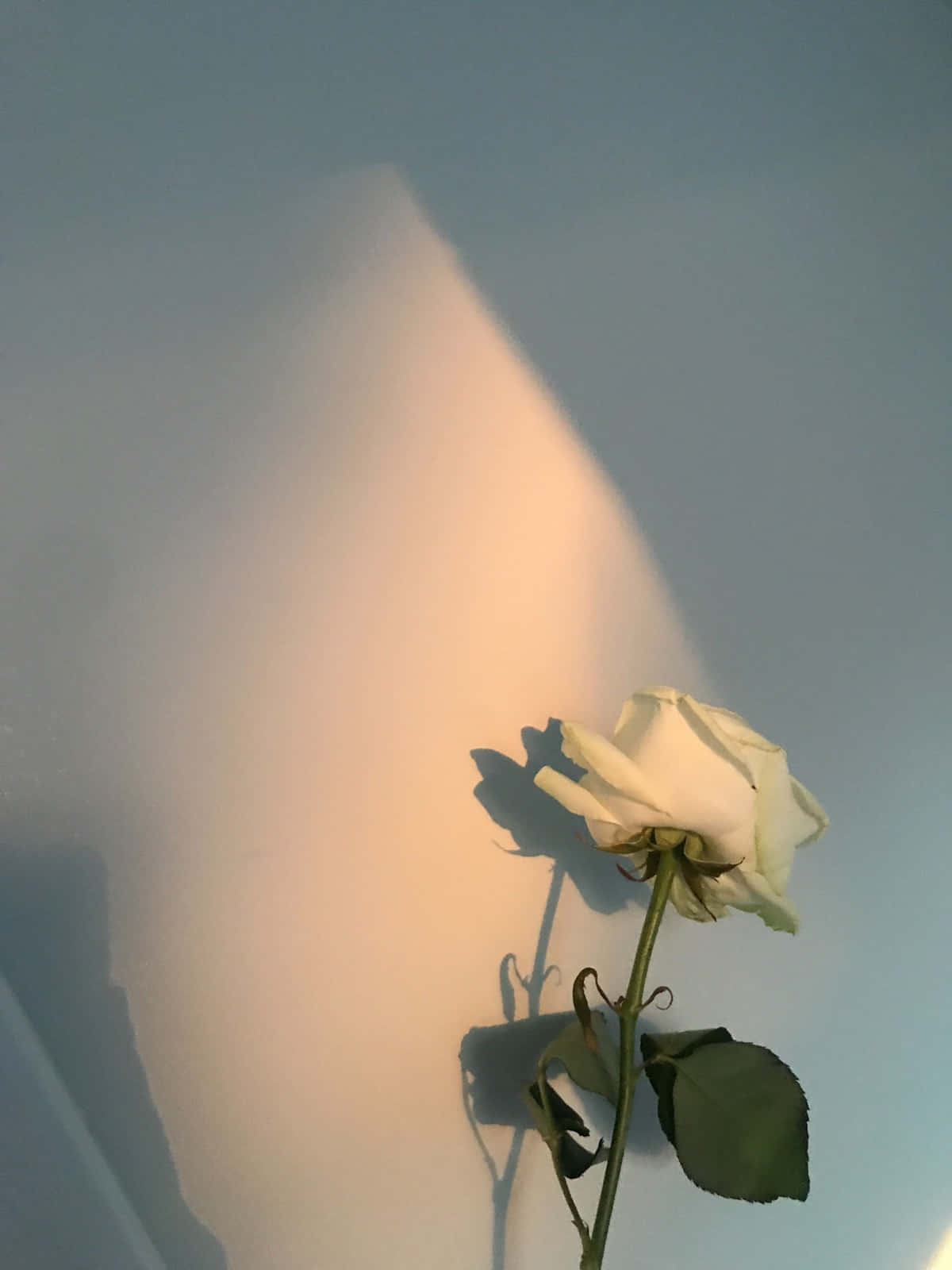 Ästhetikeiner Einzelnen Weißen Rose Während Der Goldenen Stunde Wallpaper