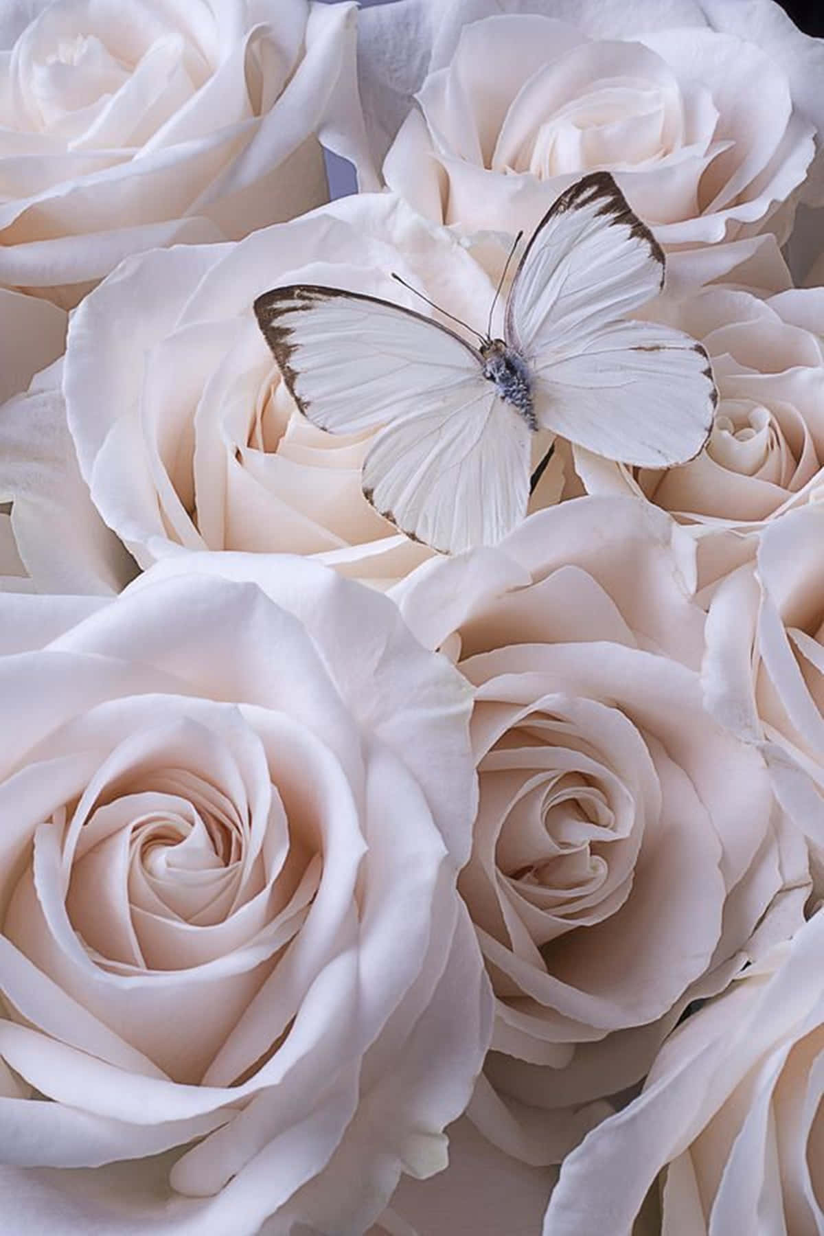 White Roses Aesthetic With Ascia Butterfly Wallpaper