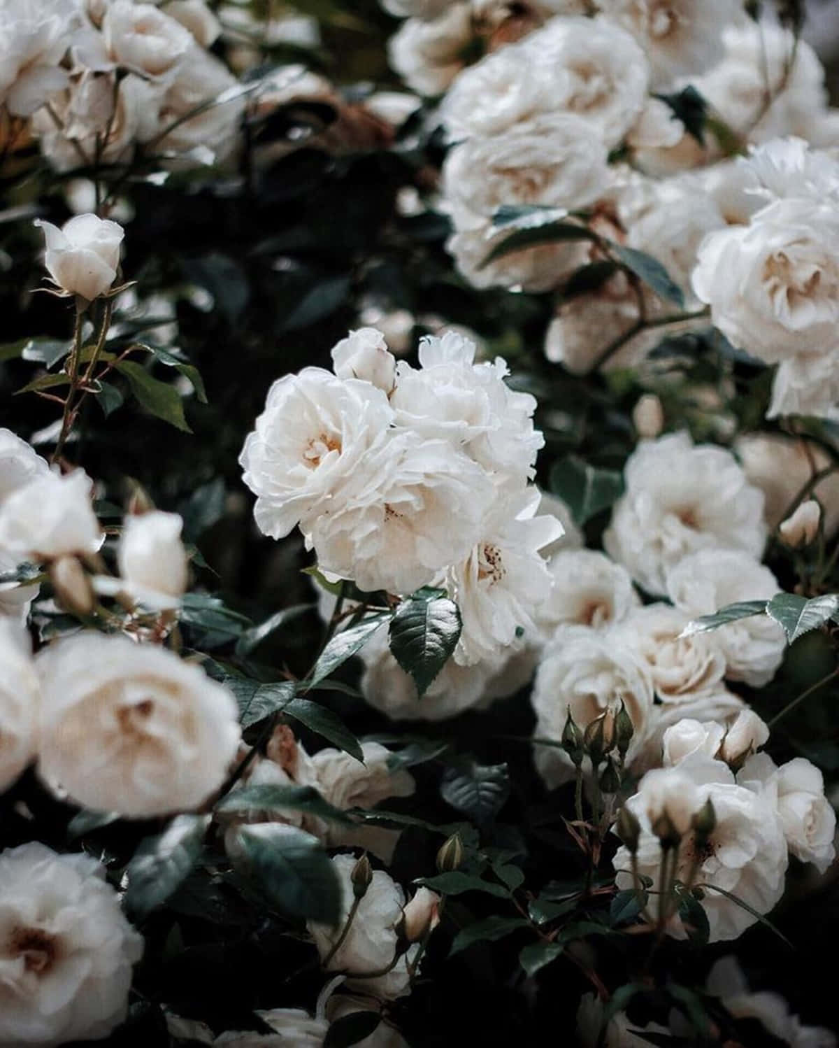 Hvide roser i haven Wallpaper