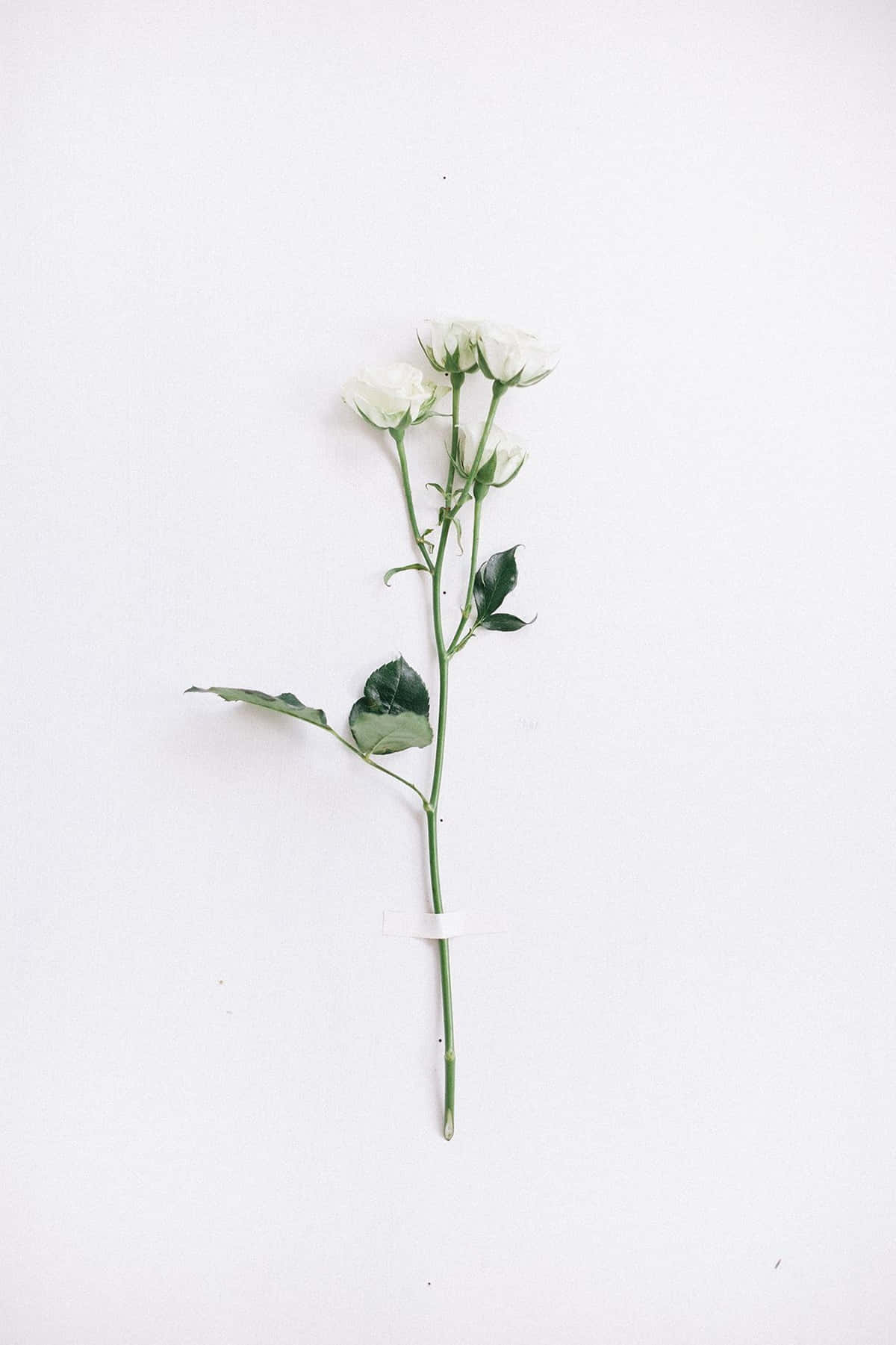 Ramasde Rosas Blancas Individuales Fondo Blanco Estético. Fondo de pantalla