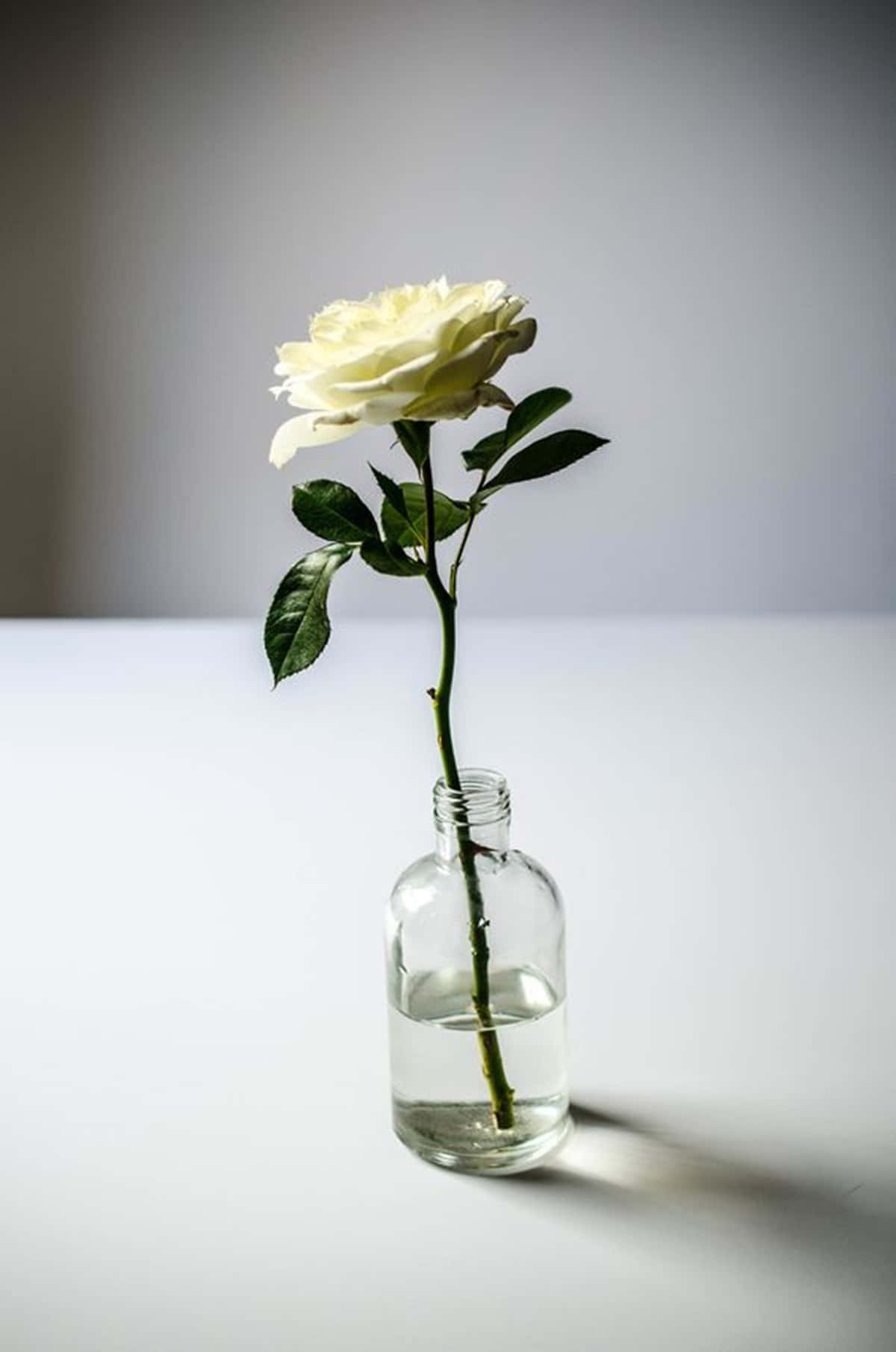 Estéticade Una Rosa Blanca En Flor Con Efecto Viñeta Fondo de pantalla