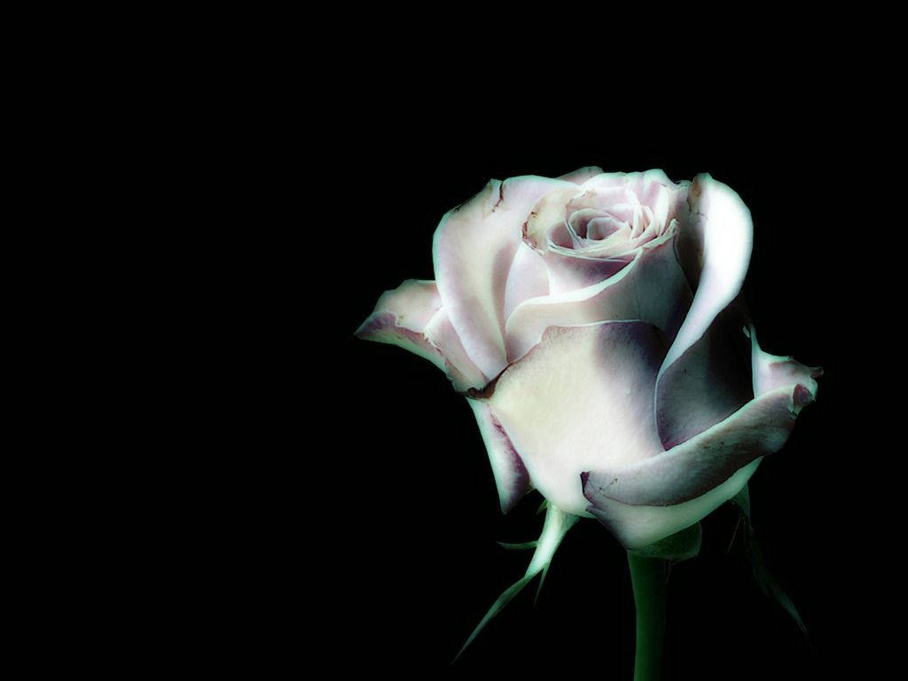 White Rose And Black Background Wallpaper