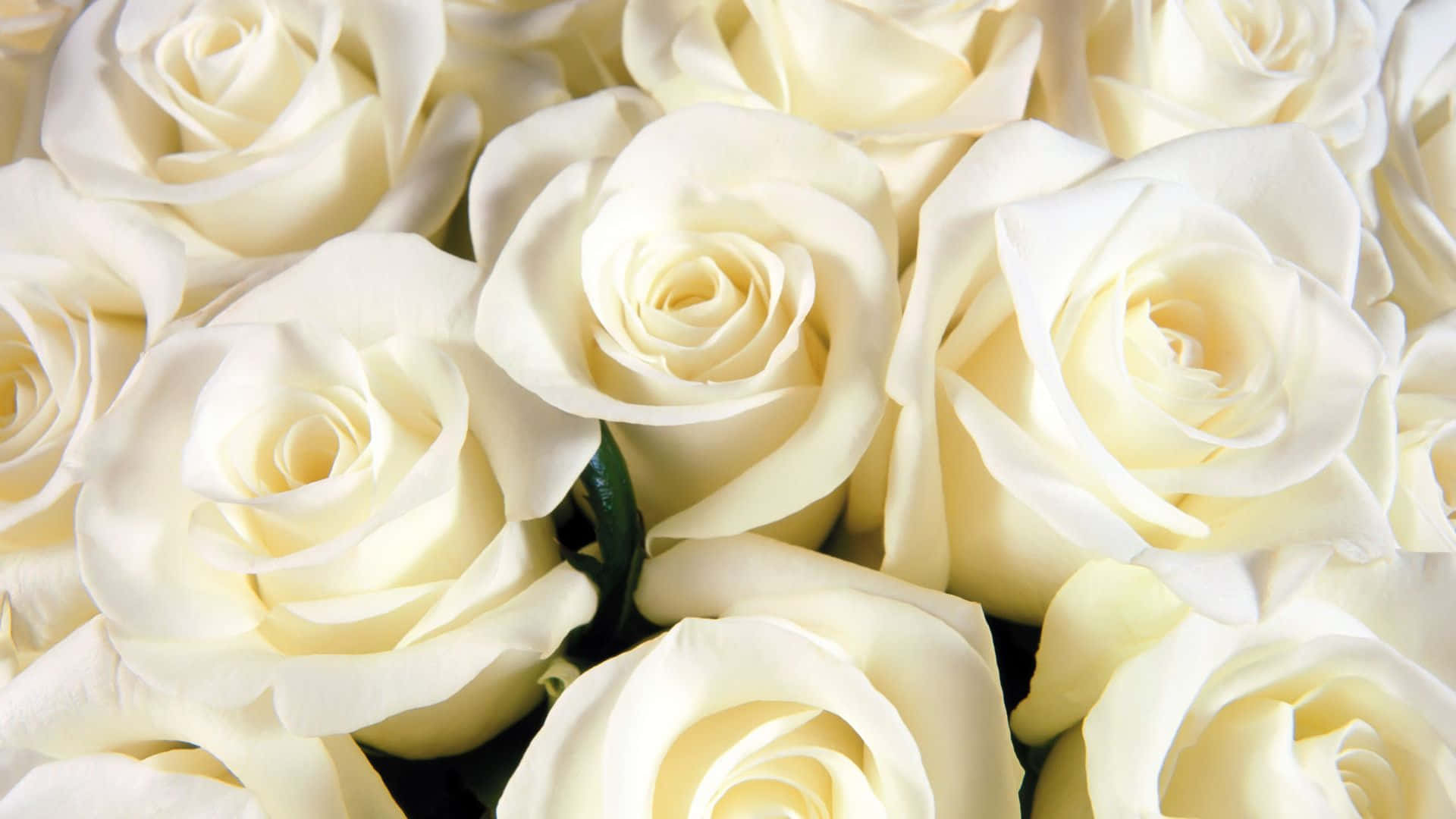 A beautiful white rose in full bloom.
