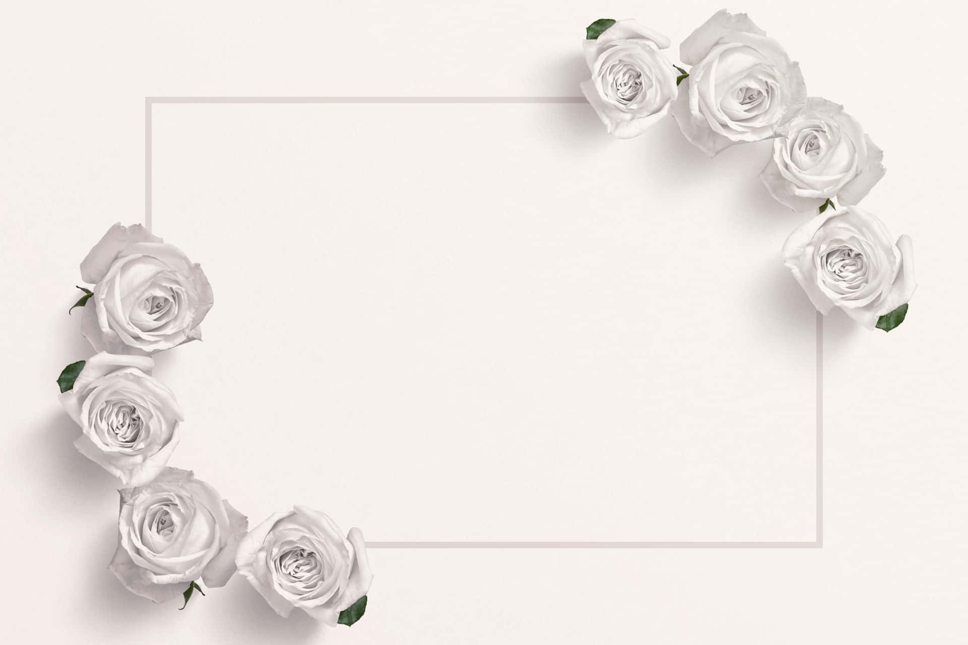 A delicate beauty--this white rose expresses grace and elegance.