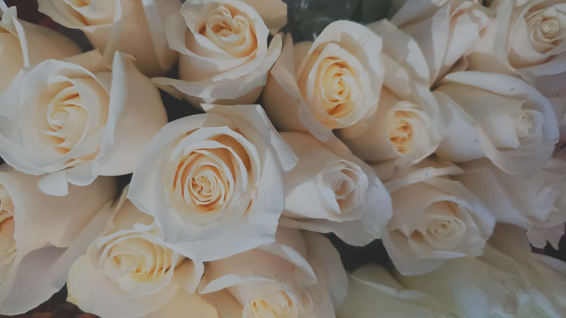 Den evige skønhed af en delikat hvid rose.