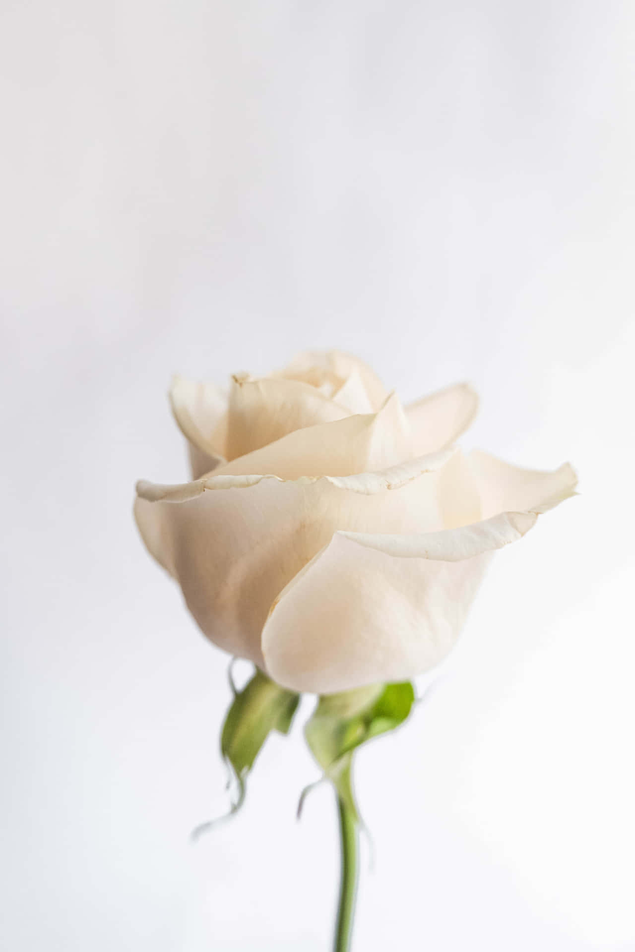 A pristine white rose stands out against a bright green background.