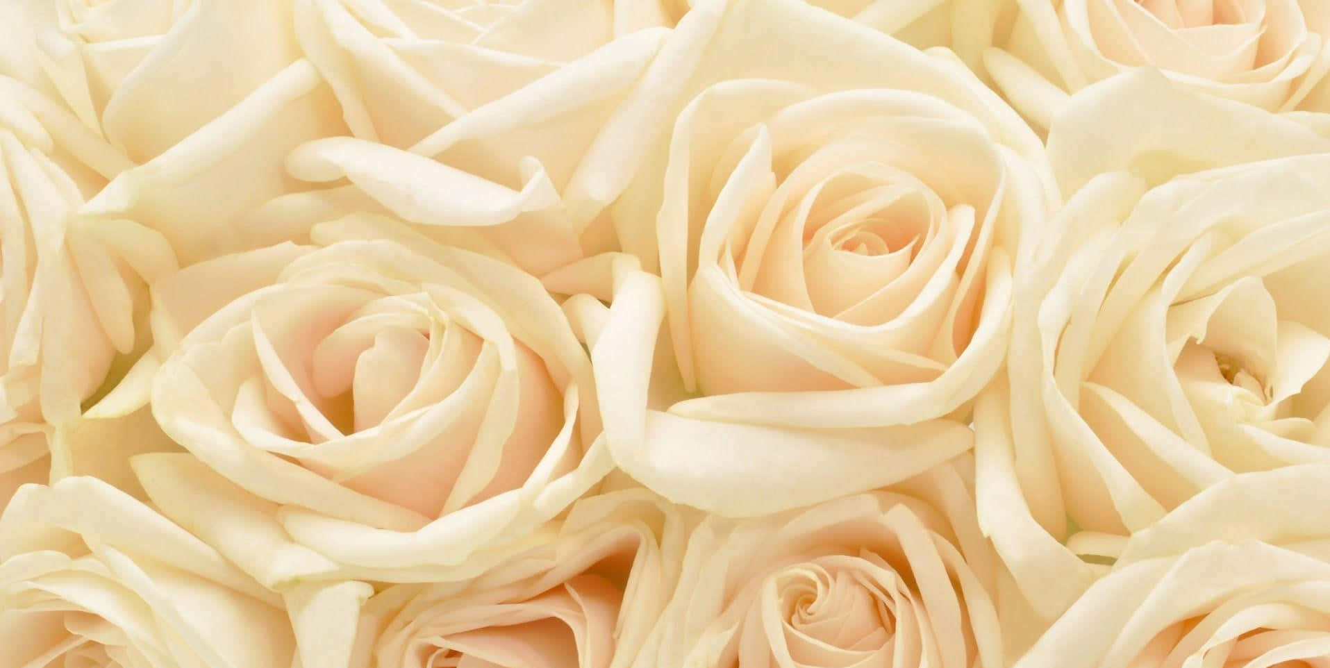 En delikat hvid rose står i fuld blomstring.