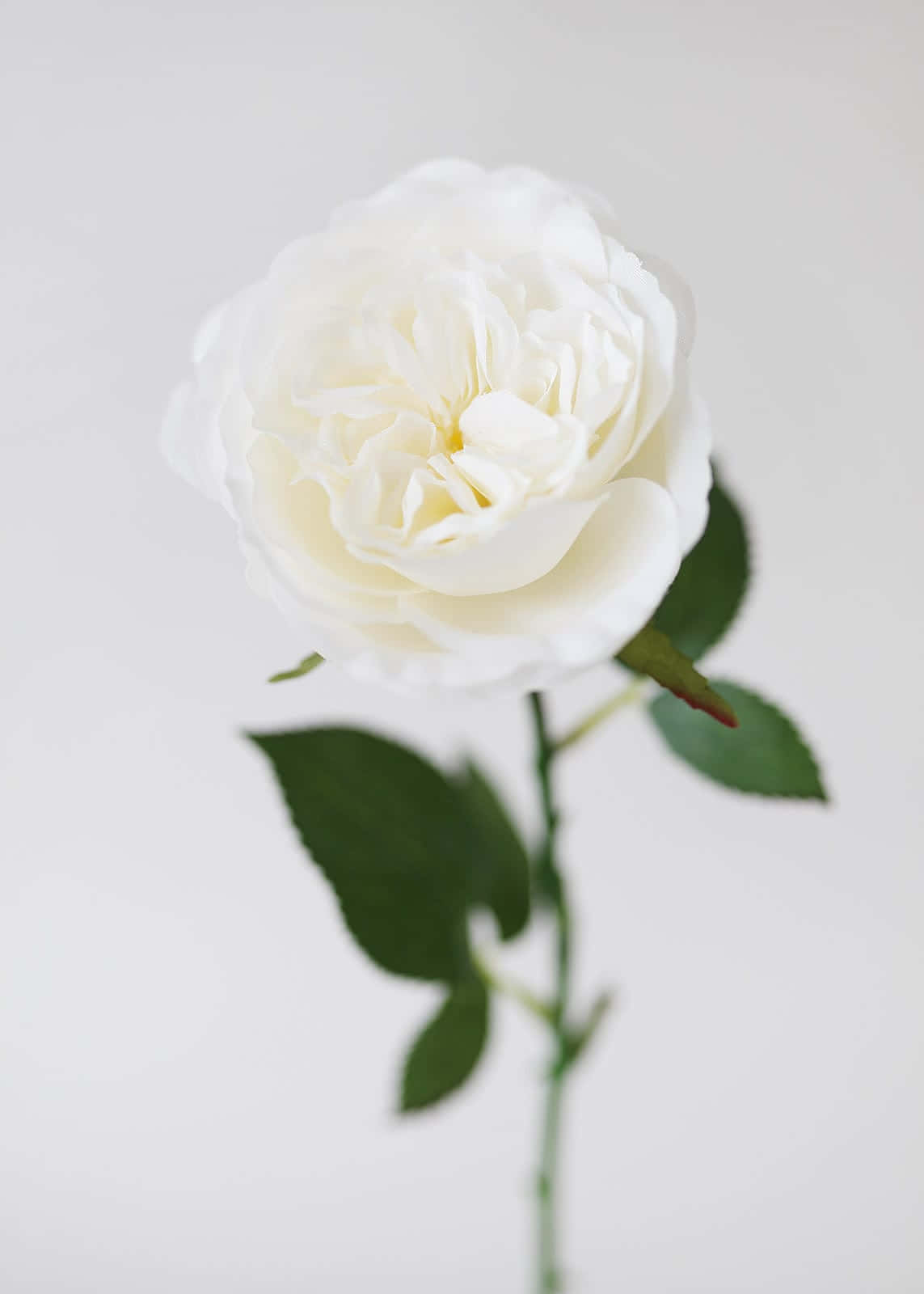 A delicate white rose against a white background