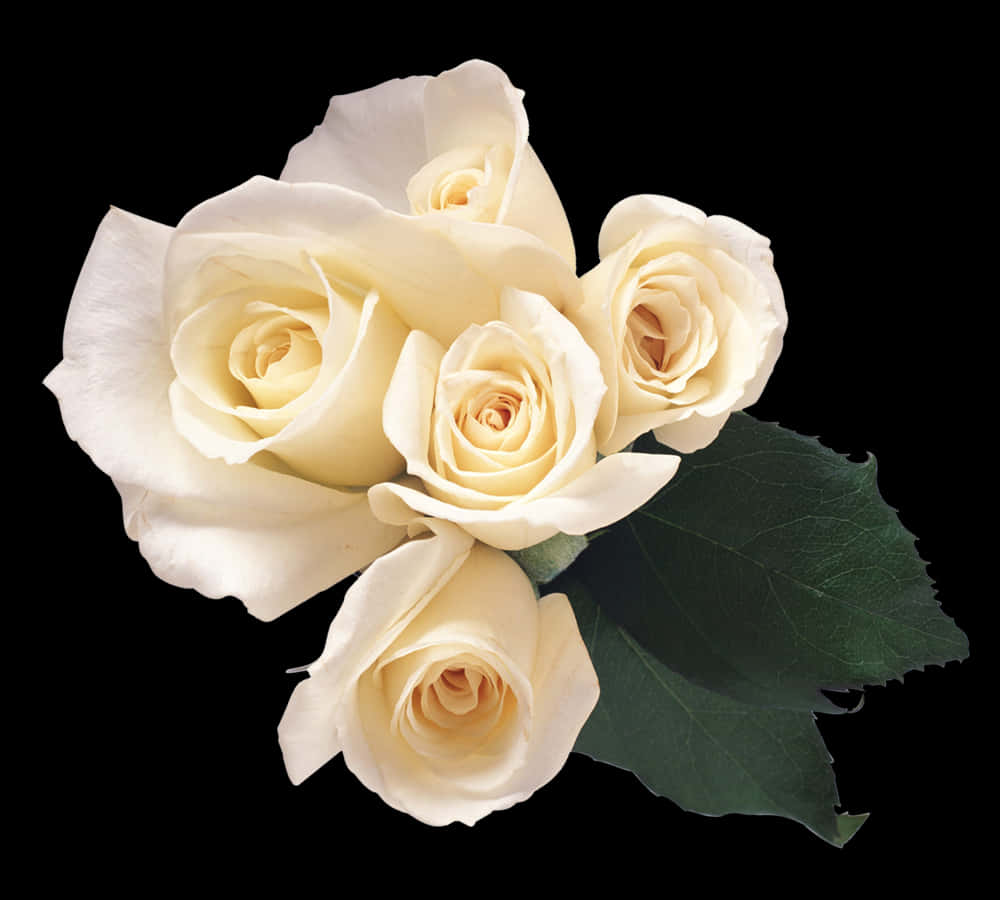 En Elegant Hvid Rose i fuld Blomst