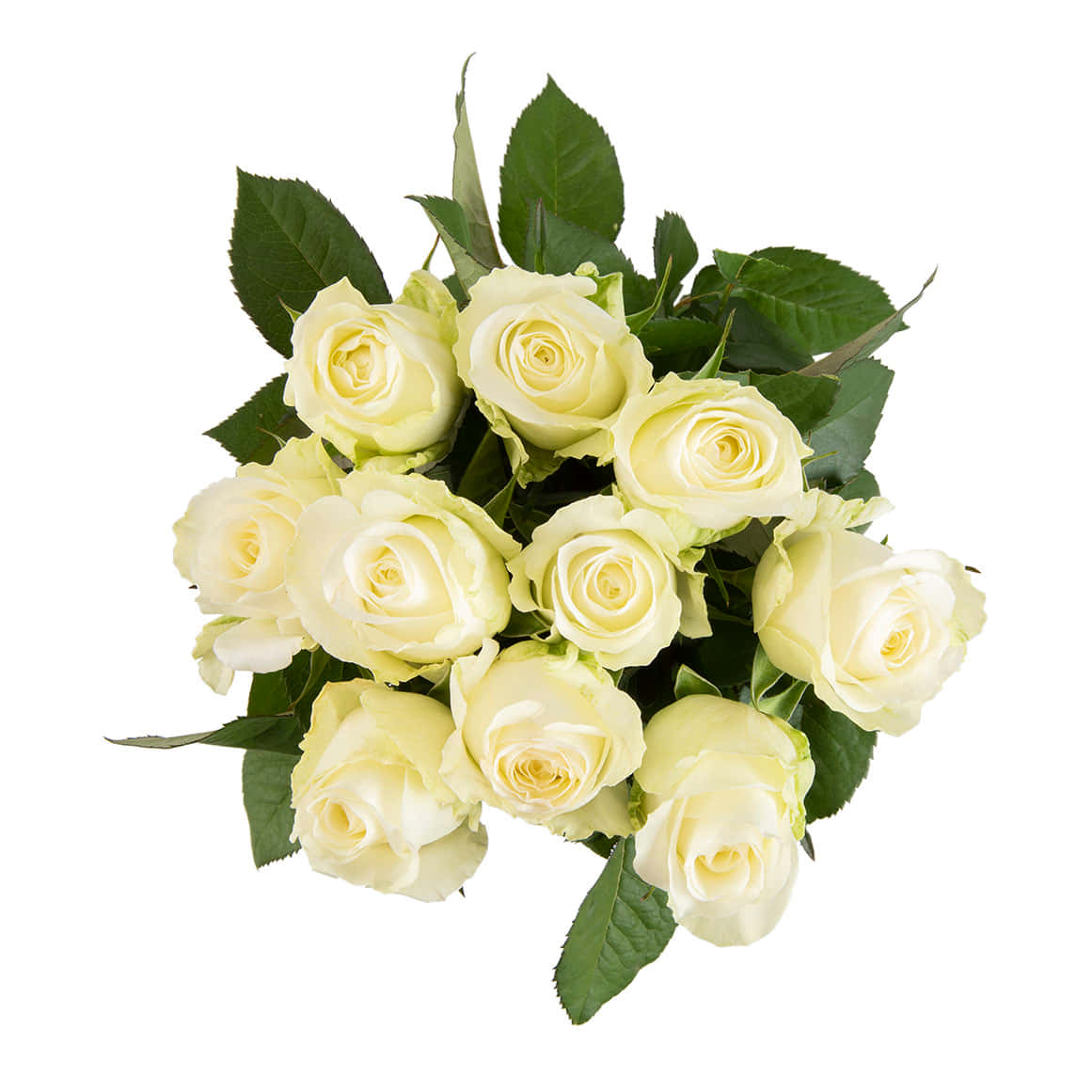 Smuk hvid rose