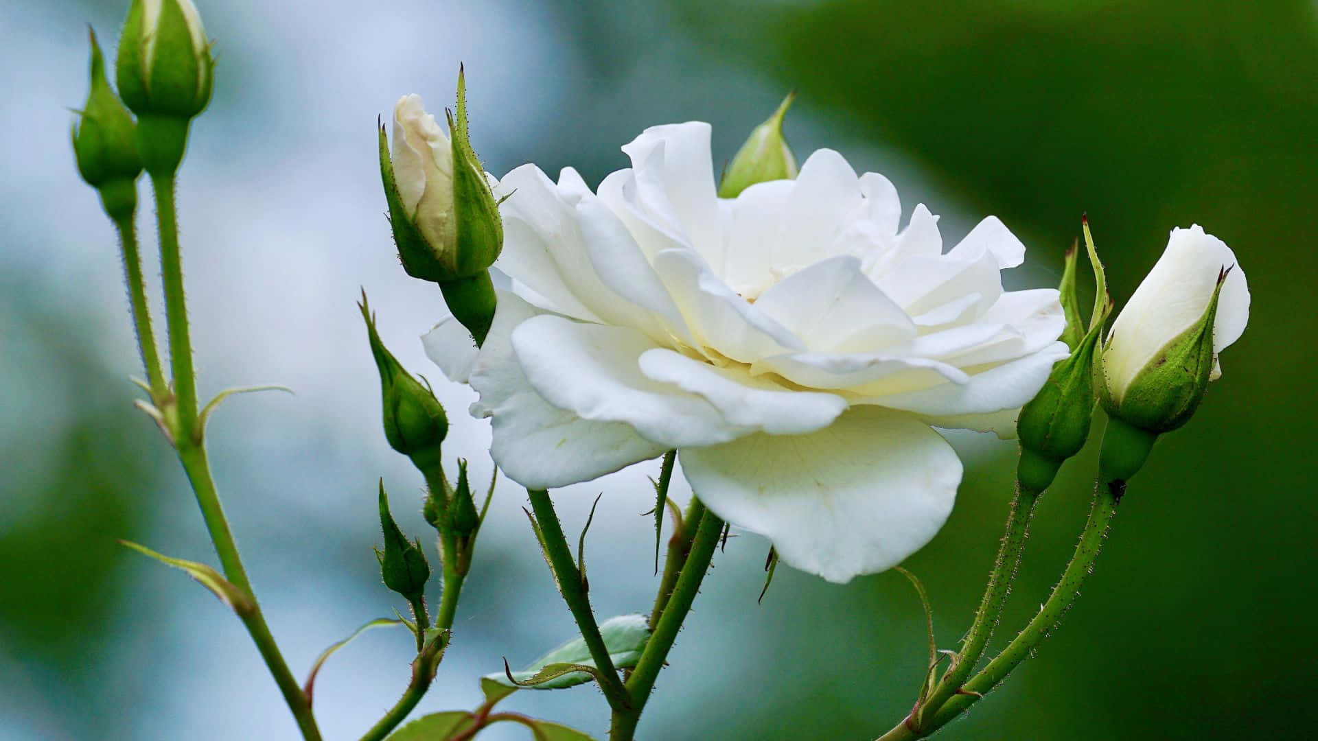En smuk hvid rose mod et mørkt baggrund.