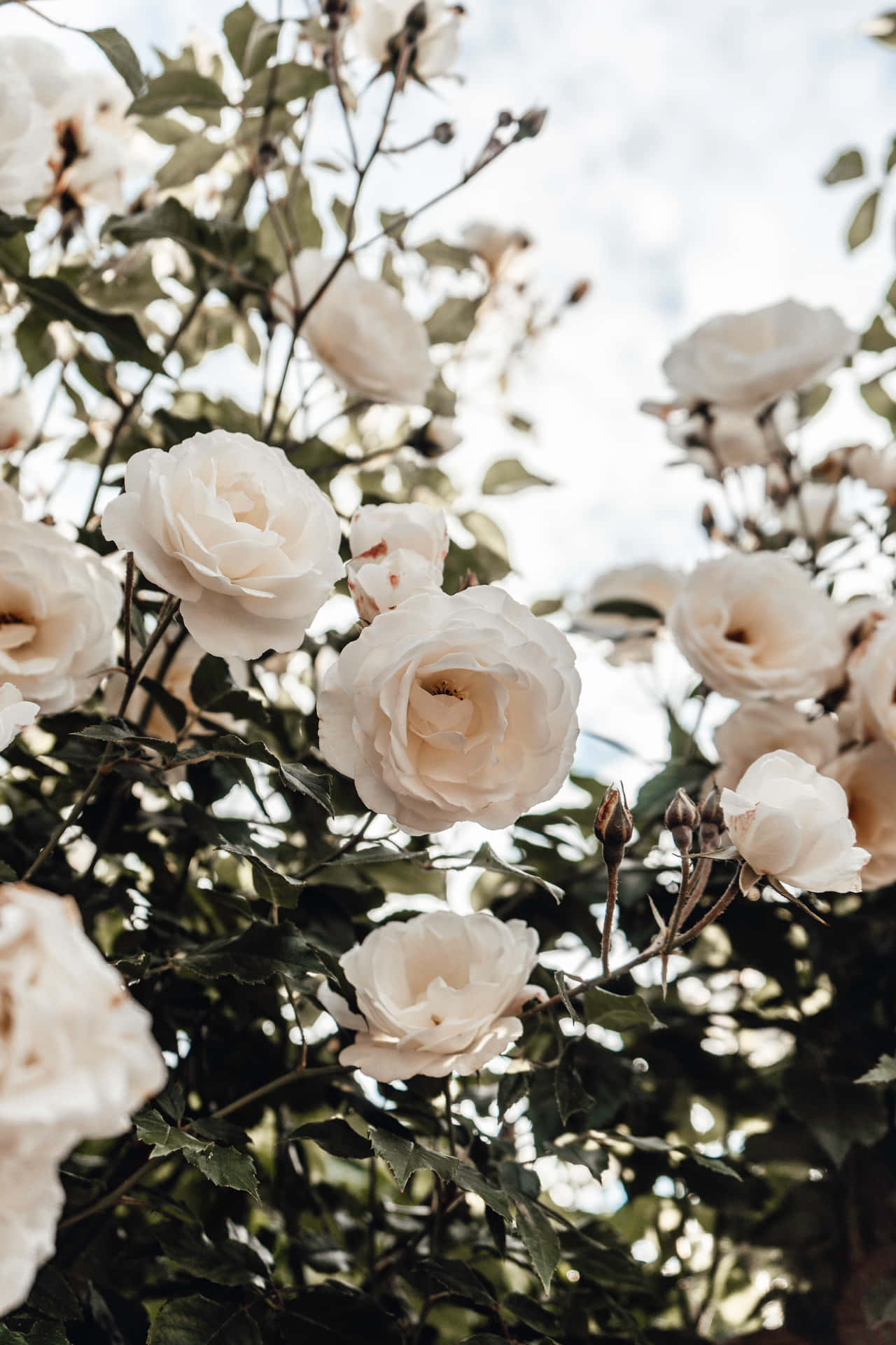 Det hvide roseblomst på en paleblå baggrund.