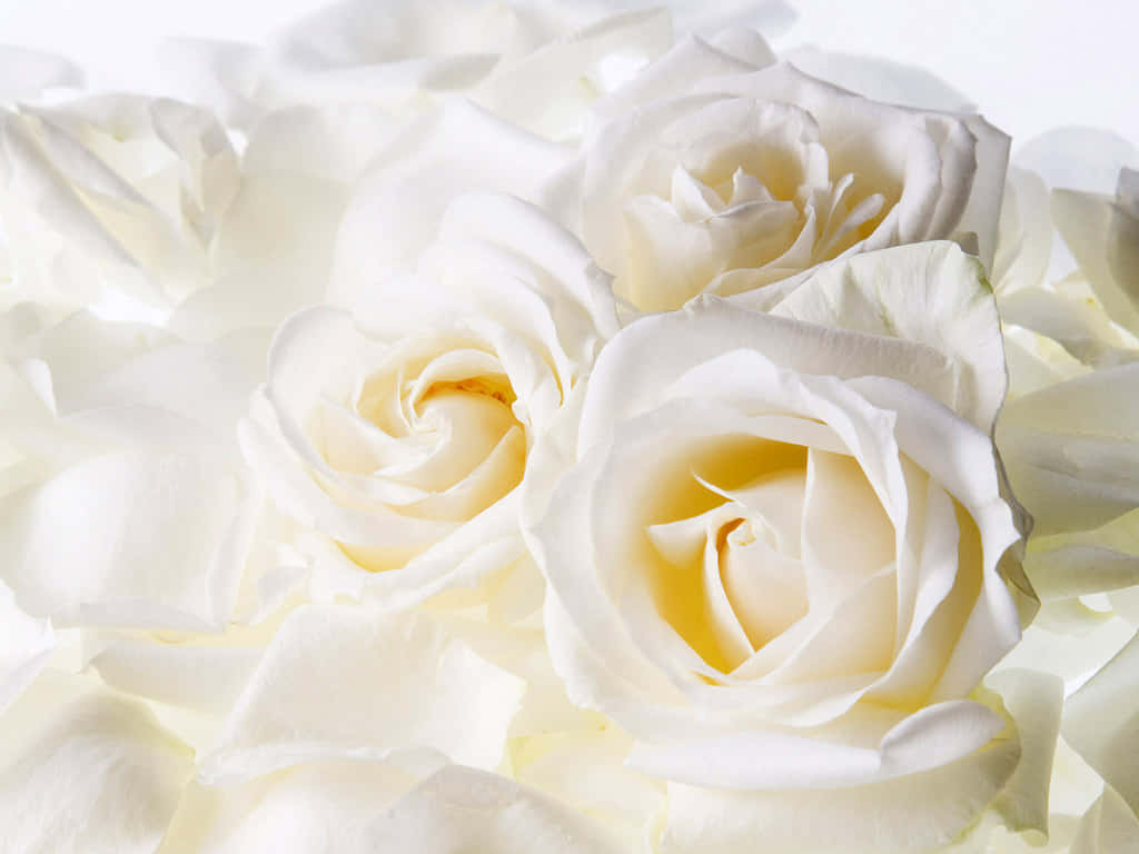 En delikat hvid rose mod et smukt blåt baggrund.