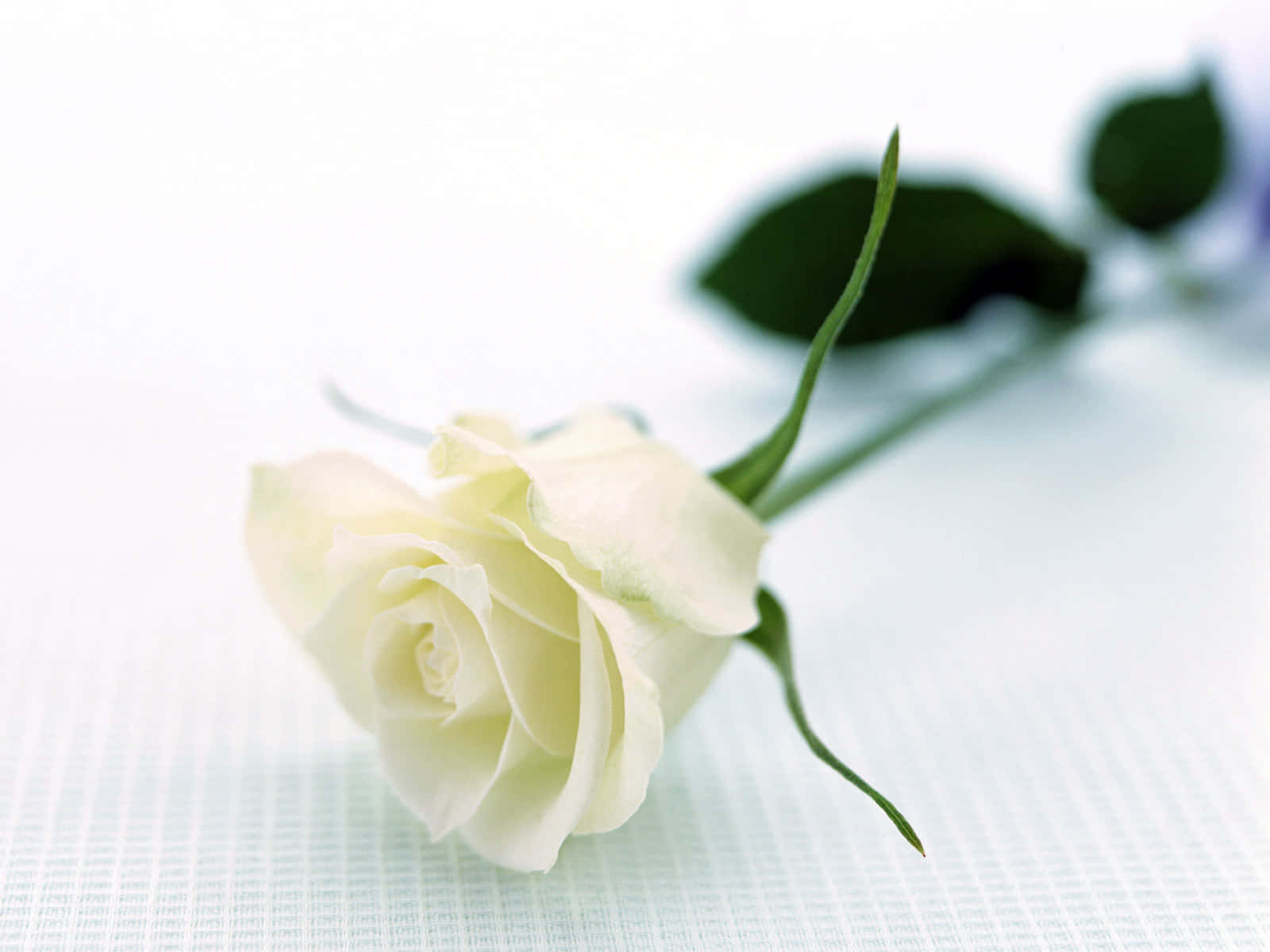 Et rent hvidt rose blomstrende i naturens herlighed.