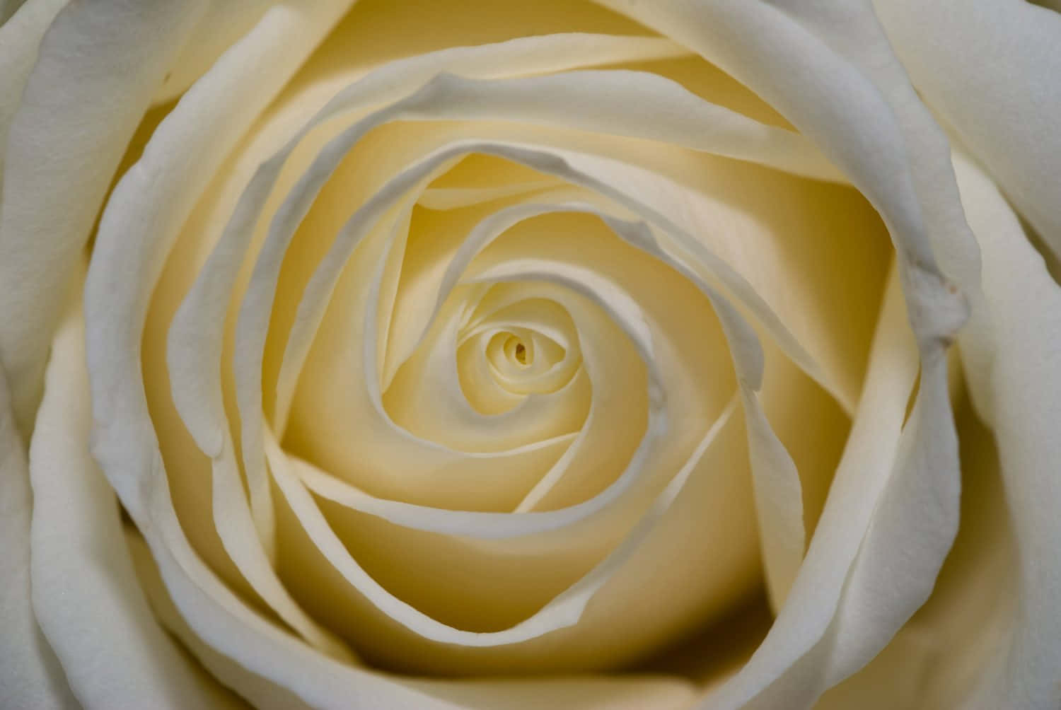 Hvid rose blomstrer i haven