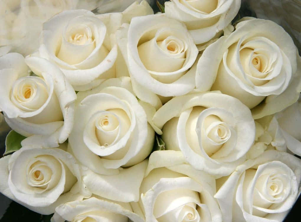 En enkelt hvid rose i fuld blomst