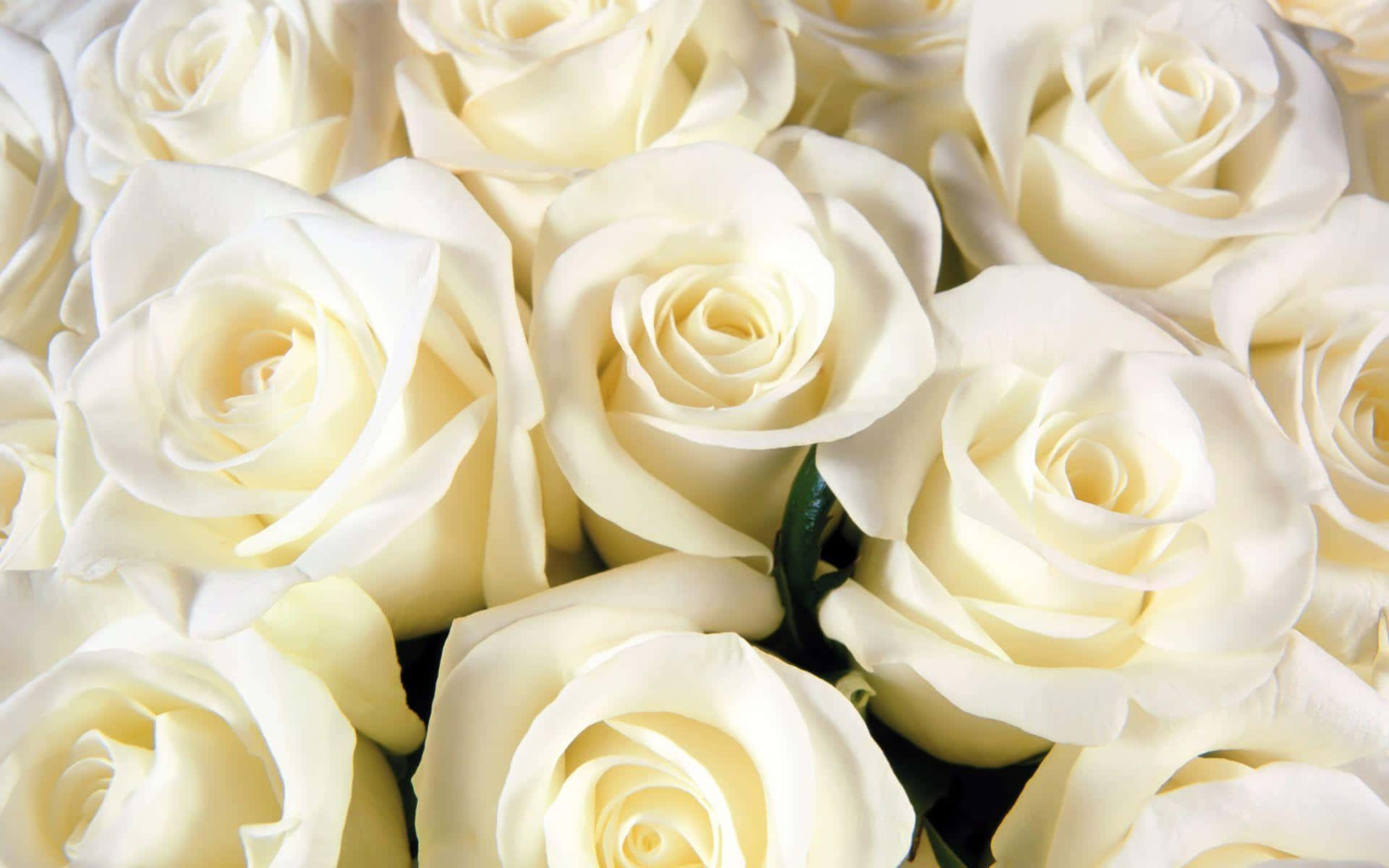 En smuk hvid rose, der spirer i morgensolen.