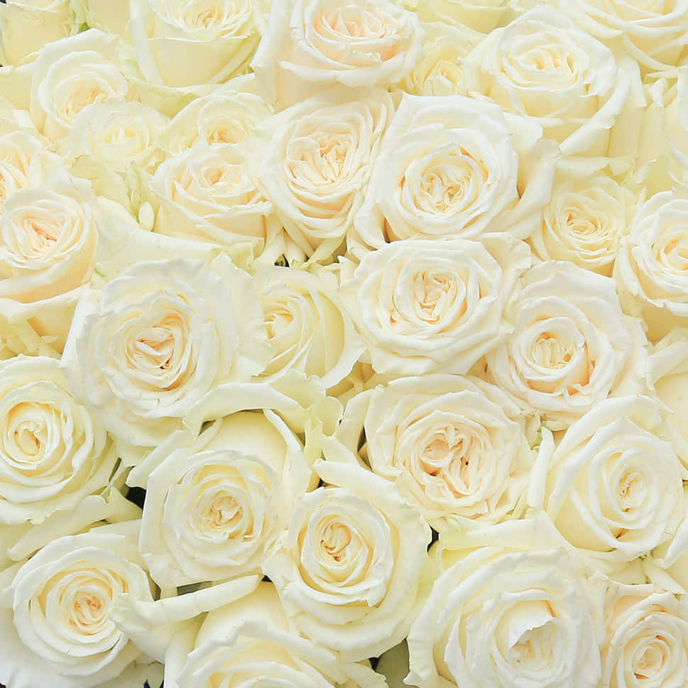 Hvid Rose Baggrund 969 X 969