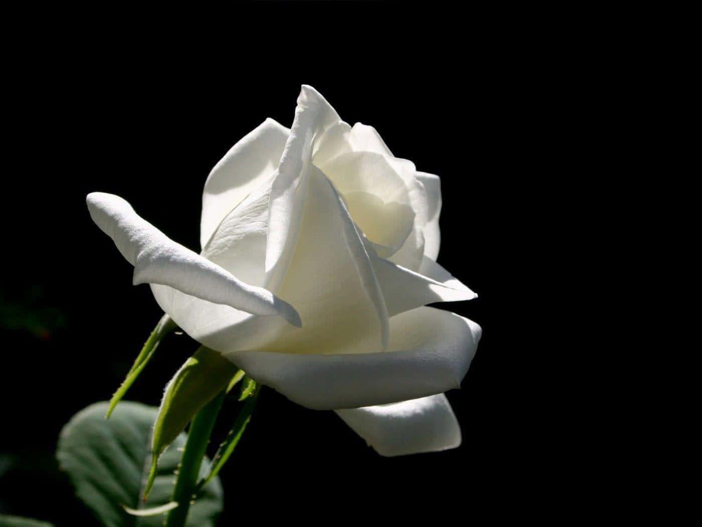 A stunning white rose against a white background.