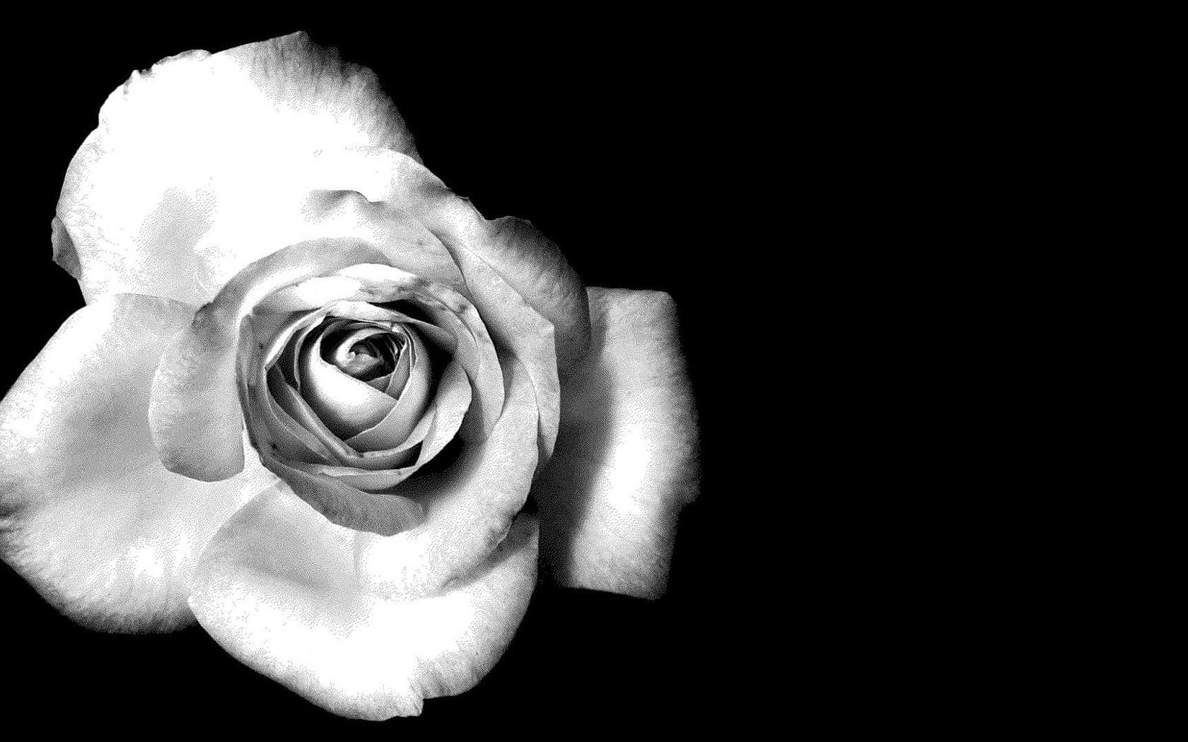 En sort og hvid foto af en rose