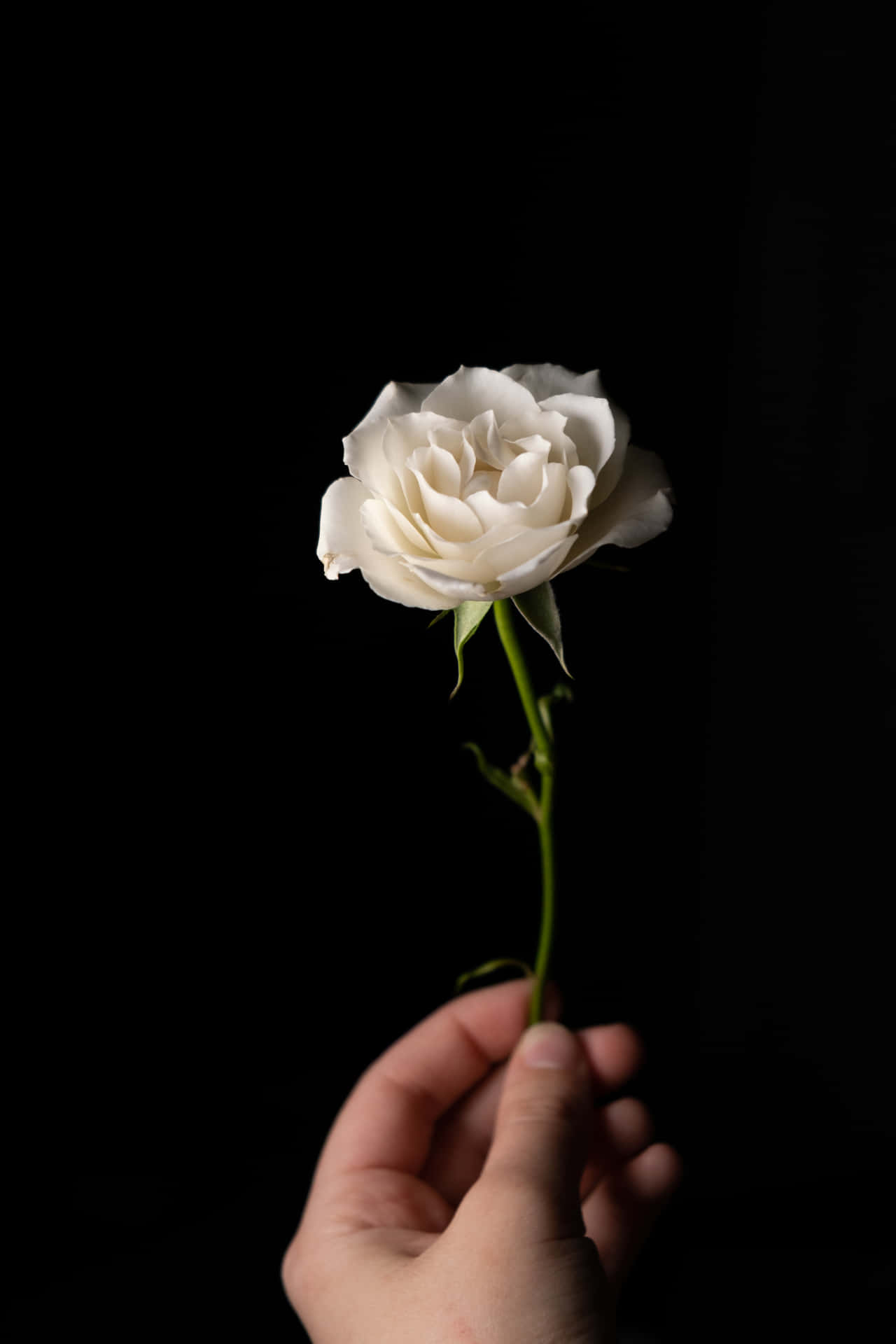 En hvid rose med følsomme kronblade skiller sig ud mod et strejf af blødt lyserødt, hvilket skaber et smukt kontrast.