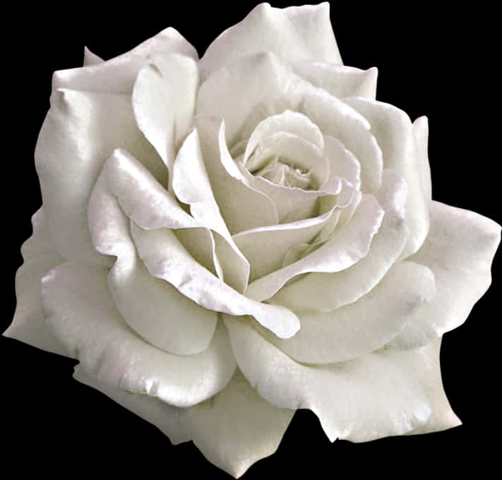 White Rose Black Background PNG