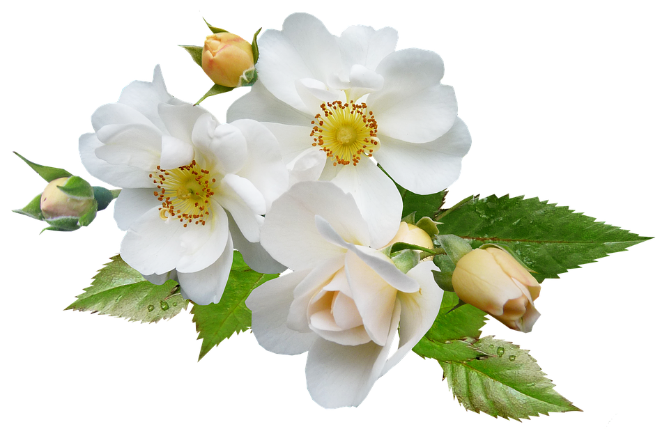 White Rose Blossoms Transparent Background PNG