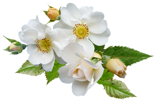 White Rose Bouquet Black Background PNG