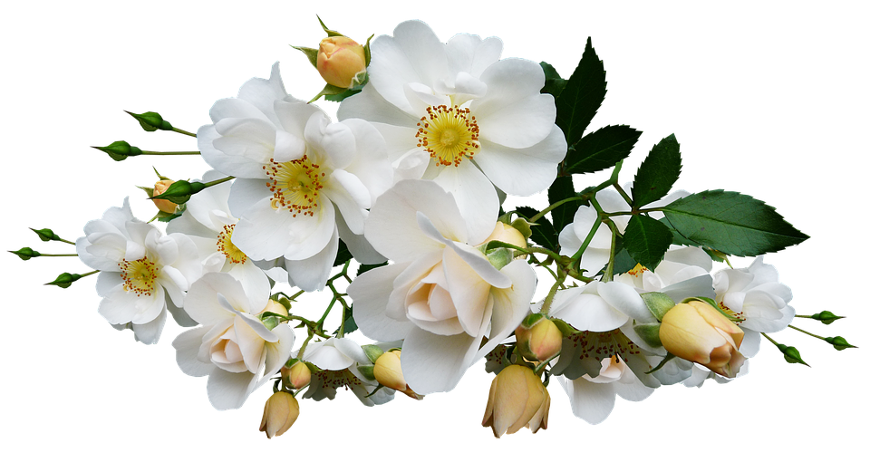 White Rose Bouquet Transparent Background PNG