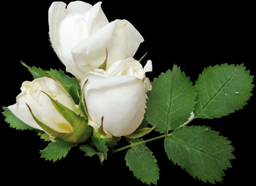 White Rose Budsand Leaves PNG
