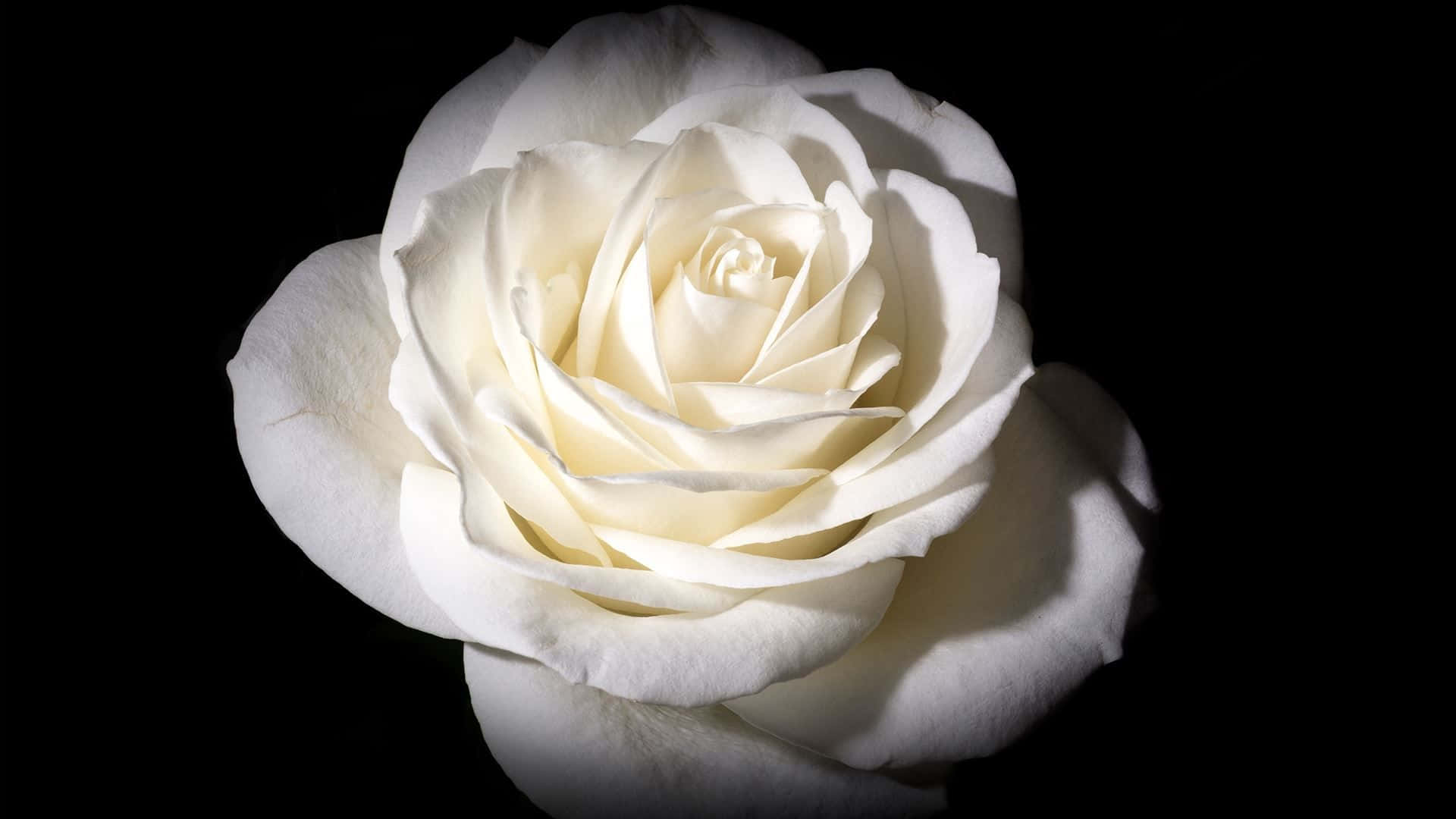 Blooming White Rose Flower Wallpaper