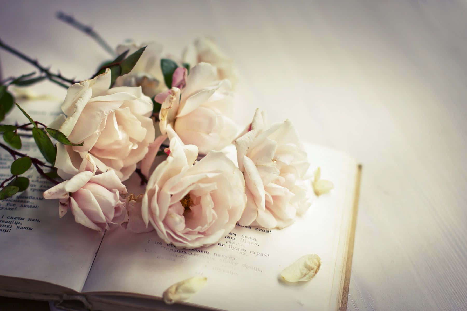White Rose Flowers And A Book Wallpaper