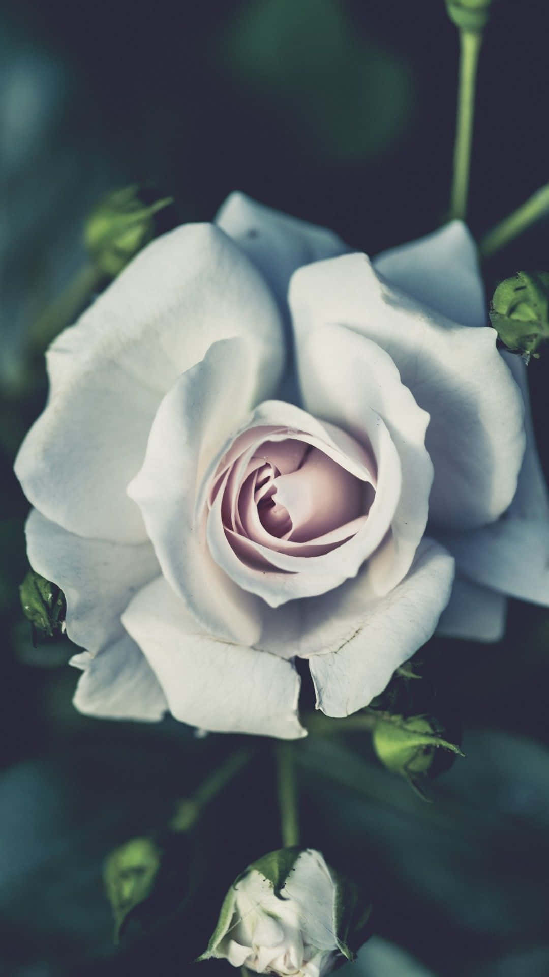A beautiful white rose with a hint of rose-gold. Wallpaper
