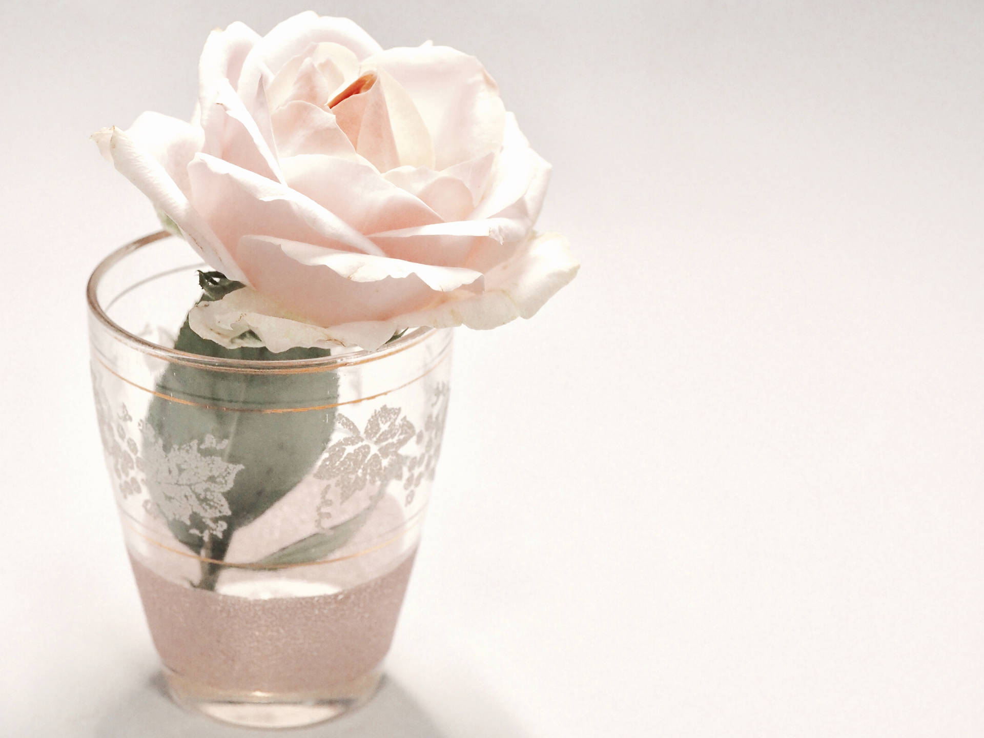 Serene Elegance - A White Rose in Glass Vase Wallpaper