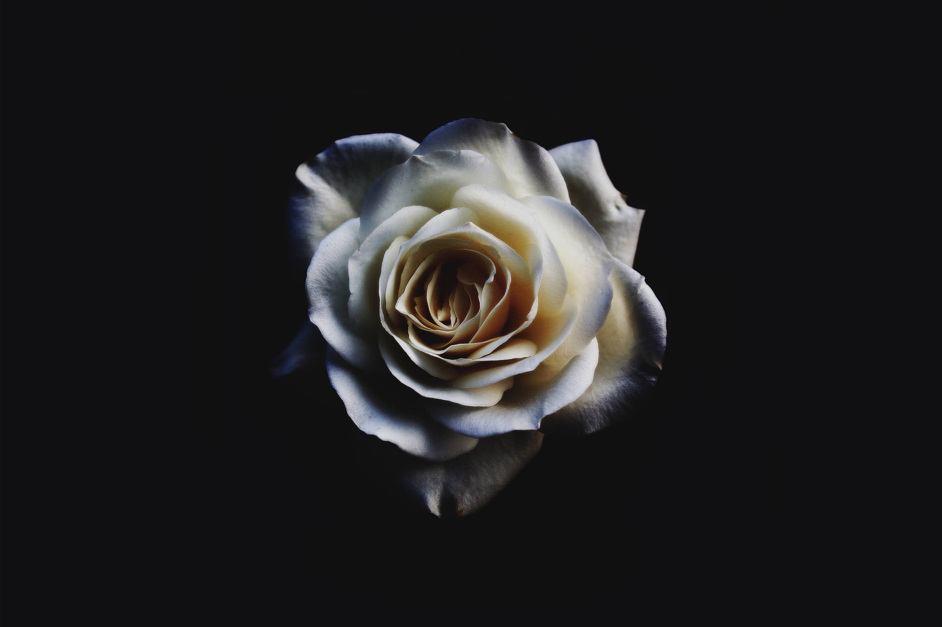 Awesome wallpaper of white blooming rose in a black background. 
