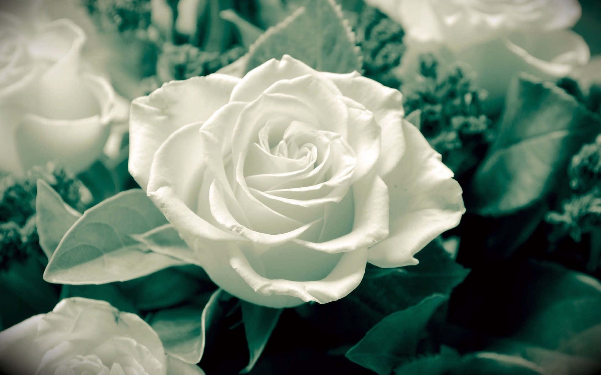Plantaestética De Rosa Blanca. Fondo de pantalla