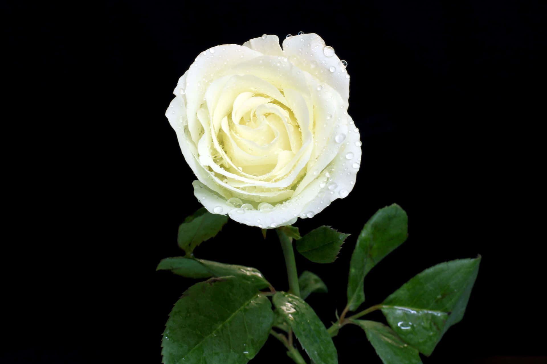 Free White Rose Wallpaper Downloads, [200+] White Rose Wallpapers for FREE  