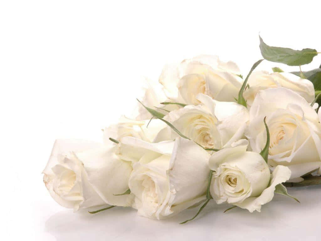 Pretty White Rose Flowers Wallpaper